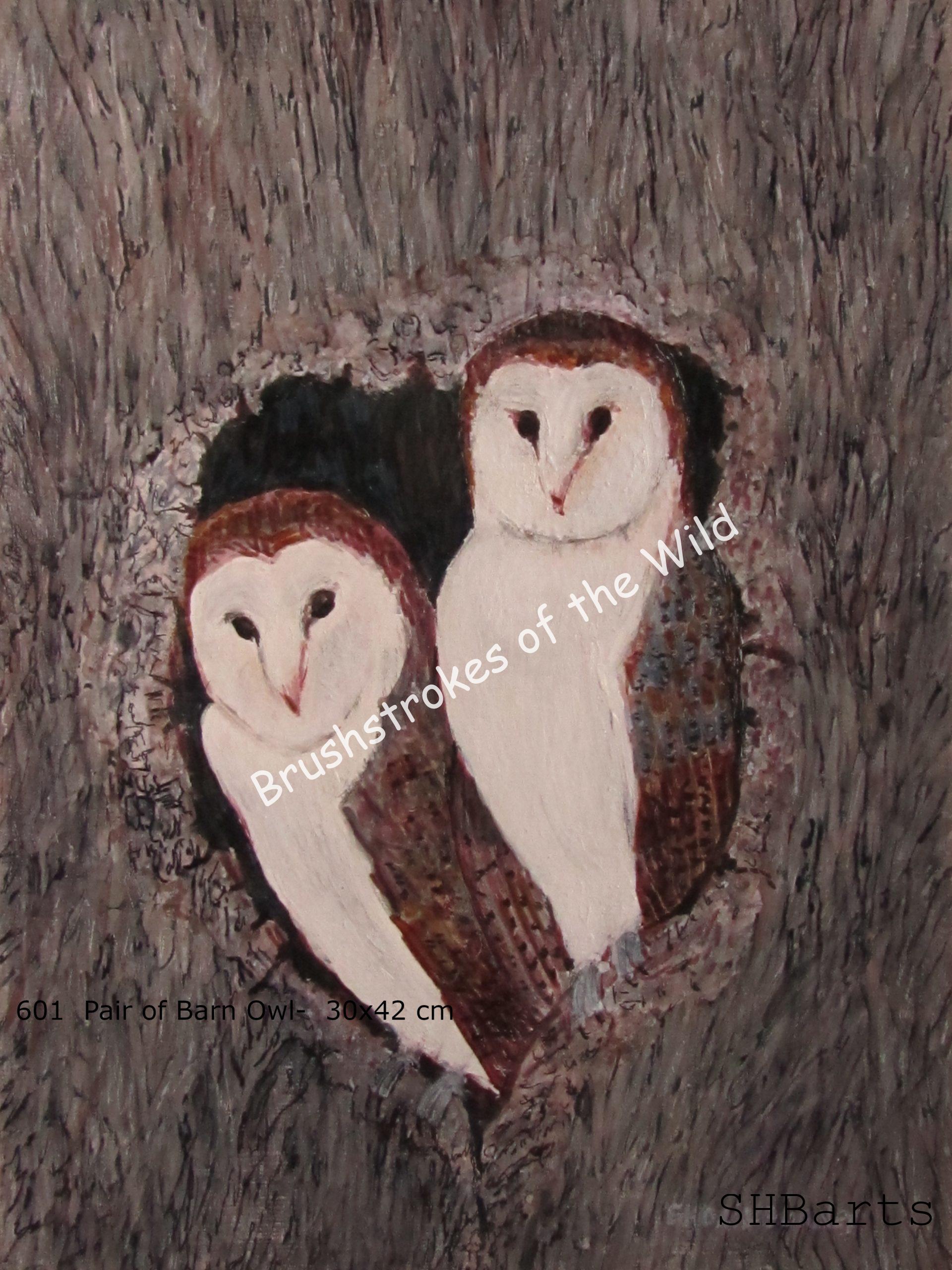 Pair of Barn Owl - Nesting