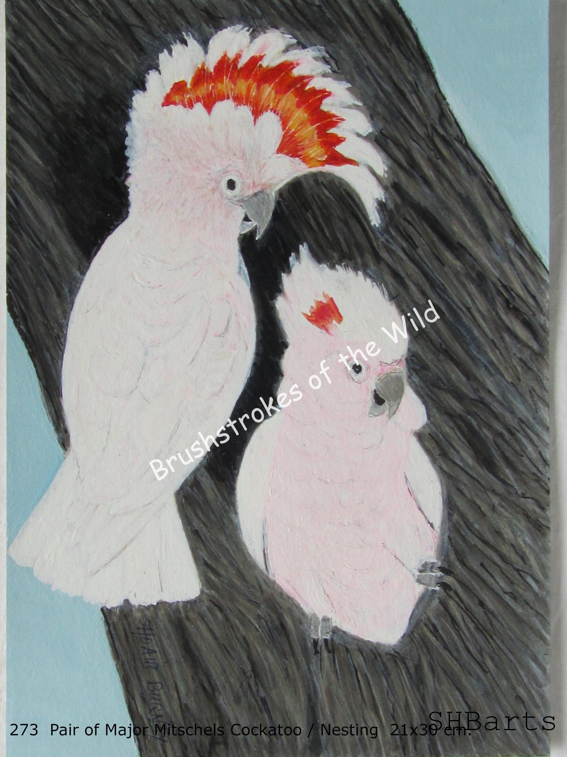 Pair of Major Mitschells Cockatoo - Nesting