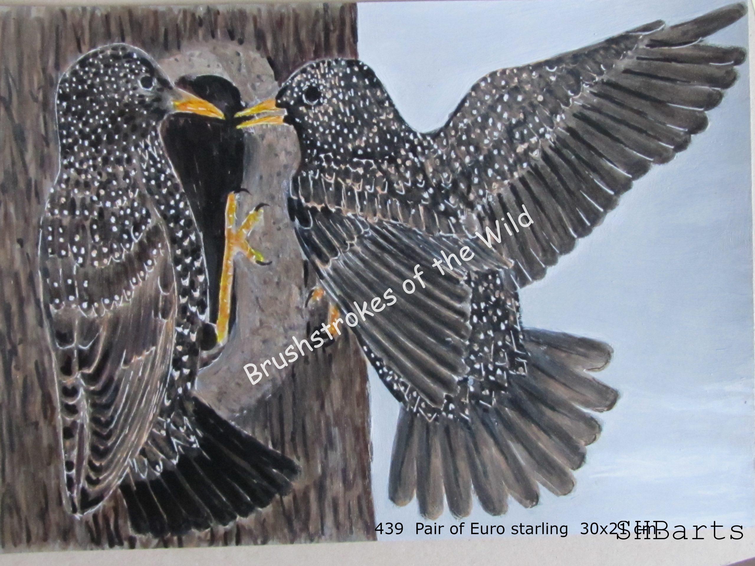 Pair of Euro Starling - Nesting