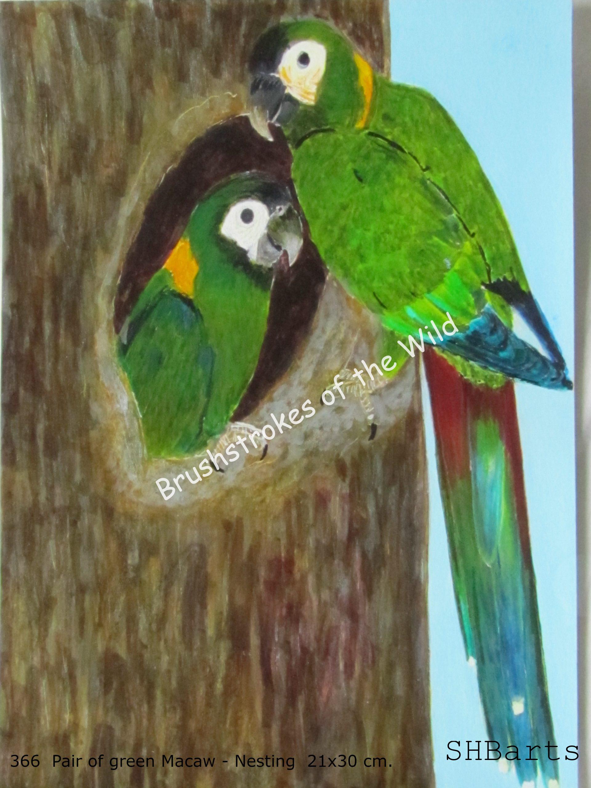 Pair of green Macaw ( Severe Macaw ) - Nesting