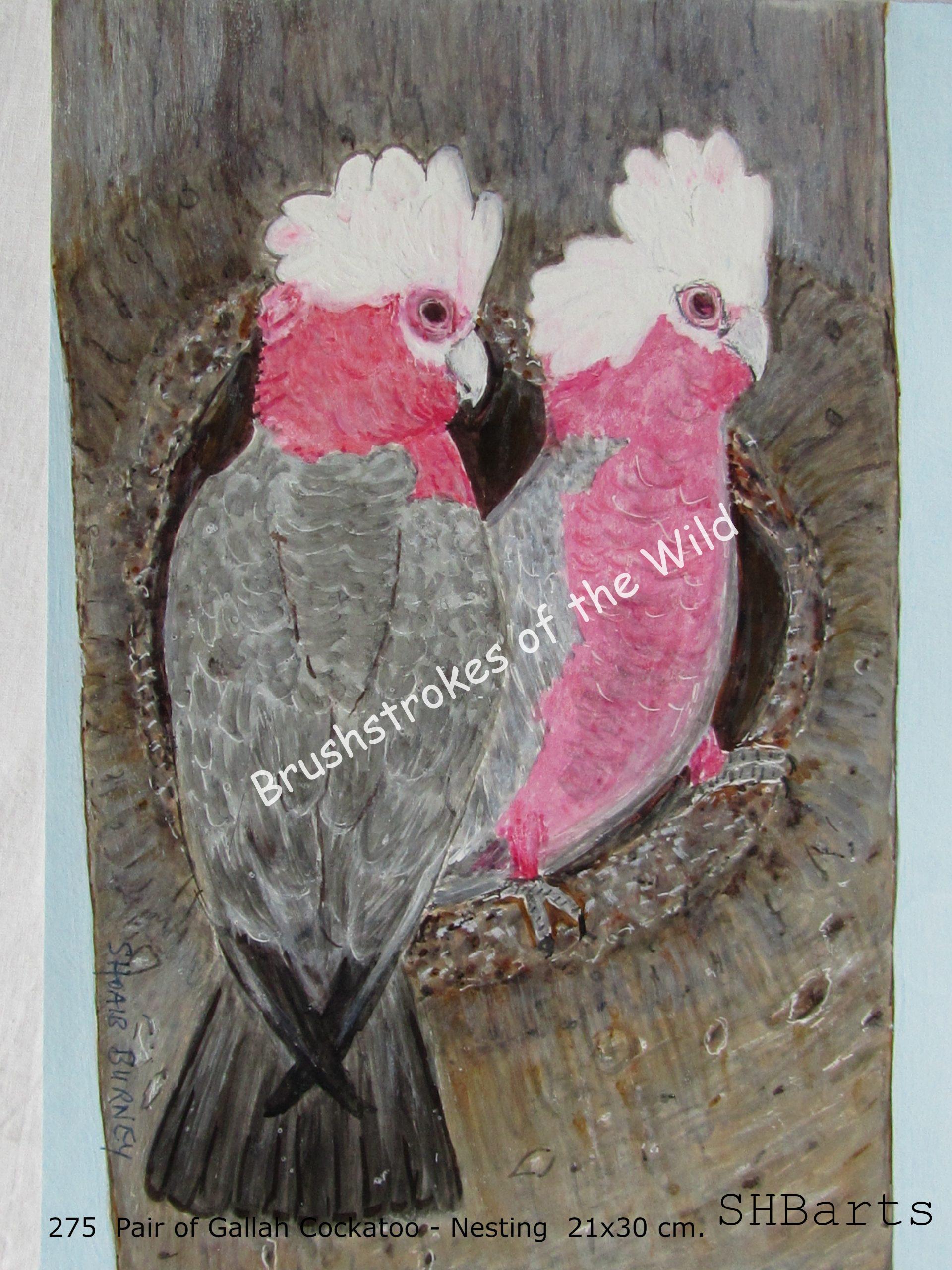 Pair of Galah Cockatoo - Nesting
