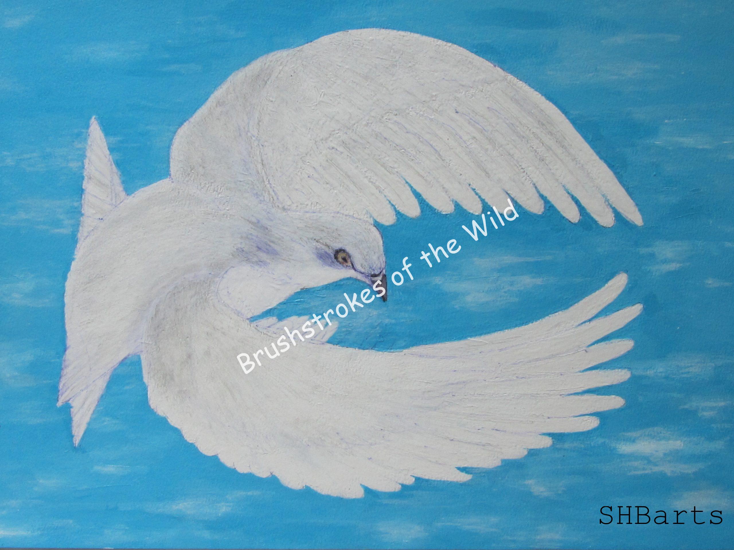 646   White pigeon- in flight  42x30 cm