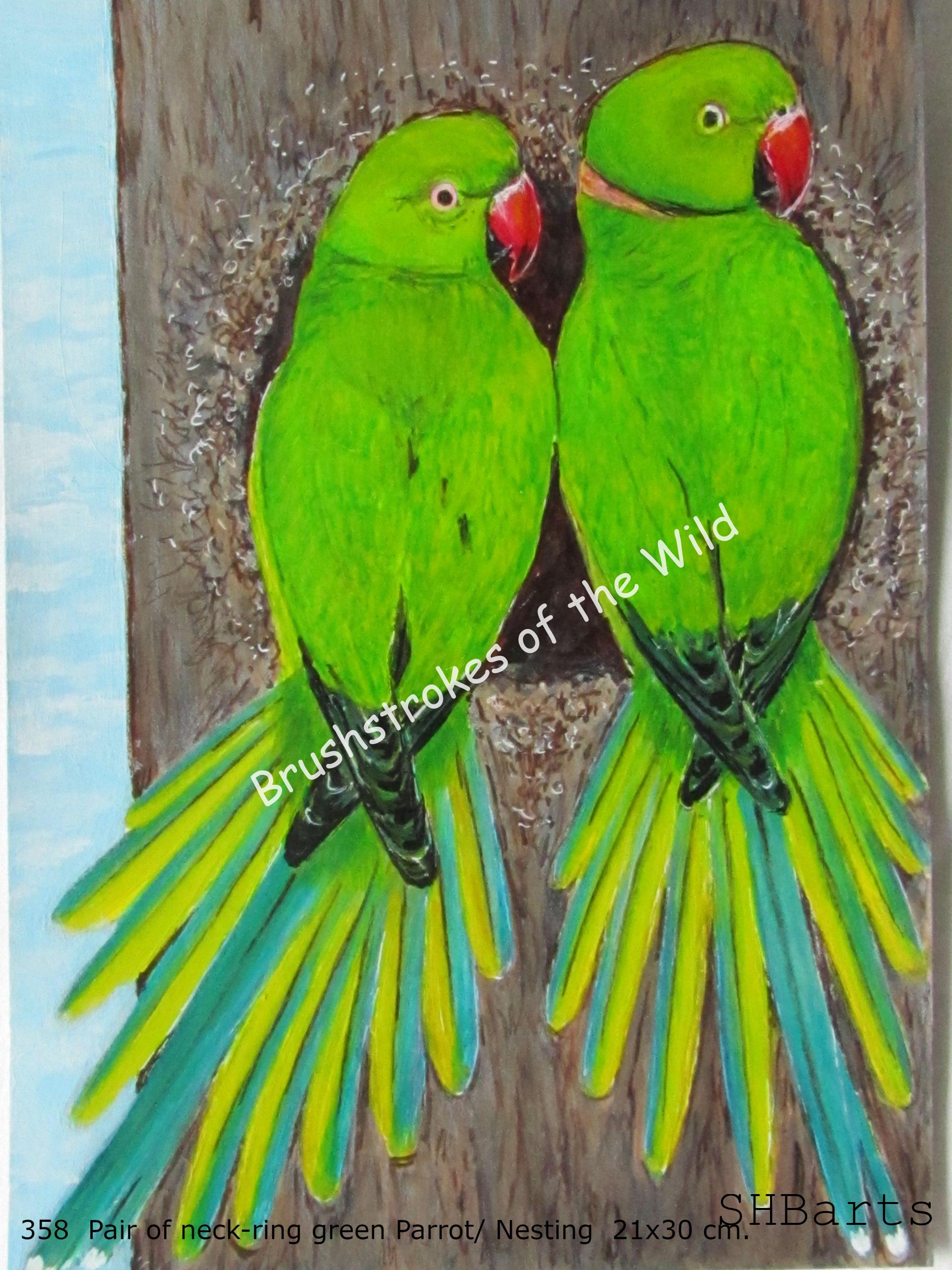 Pair of neck-ring green Parrot - Nesting