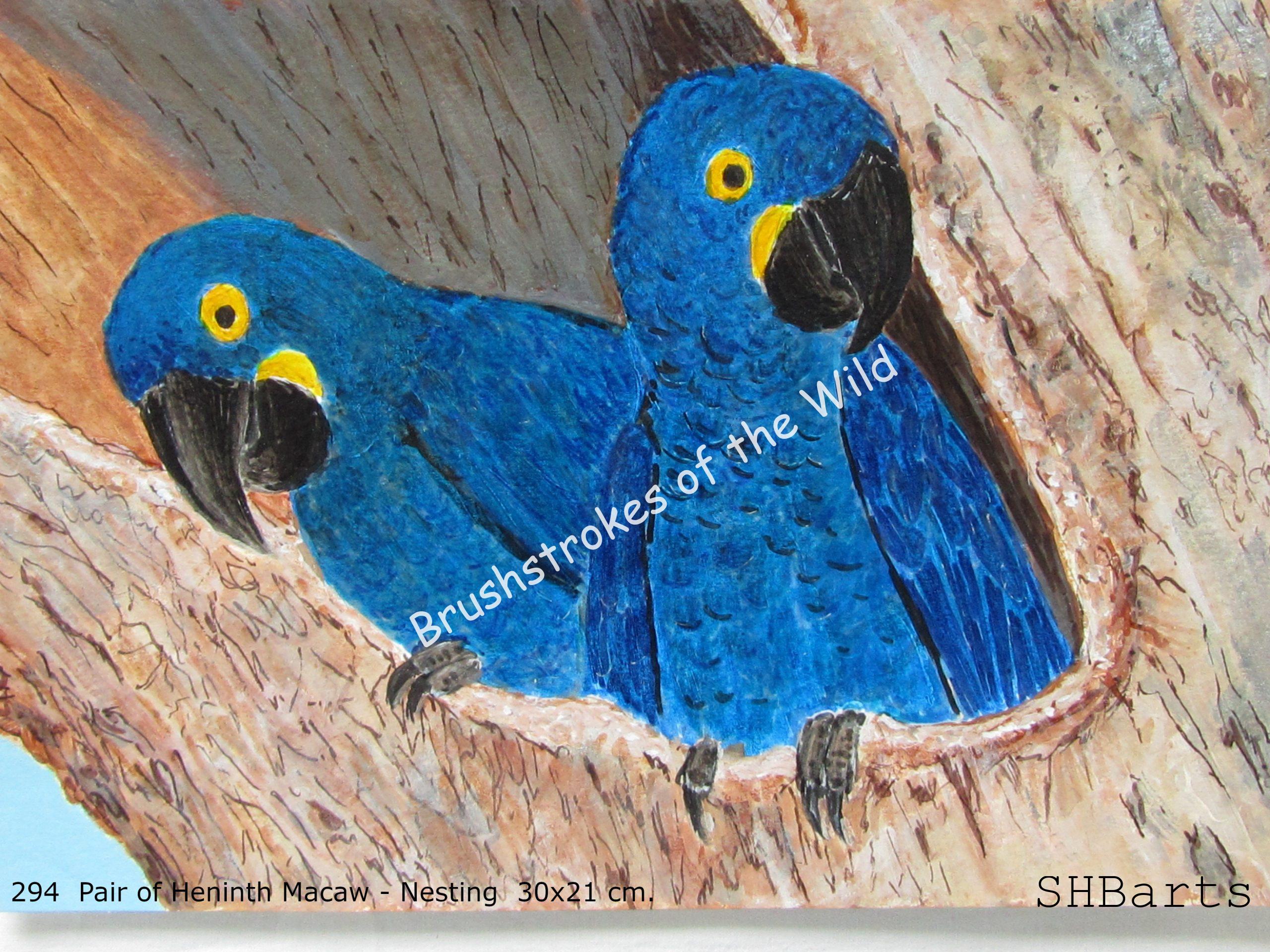 Pair of Heninth Macaw - Nesting