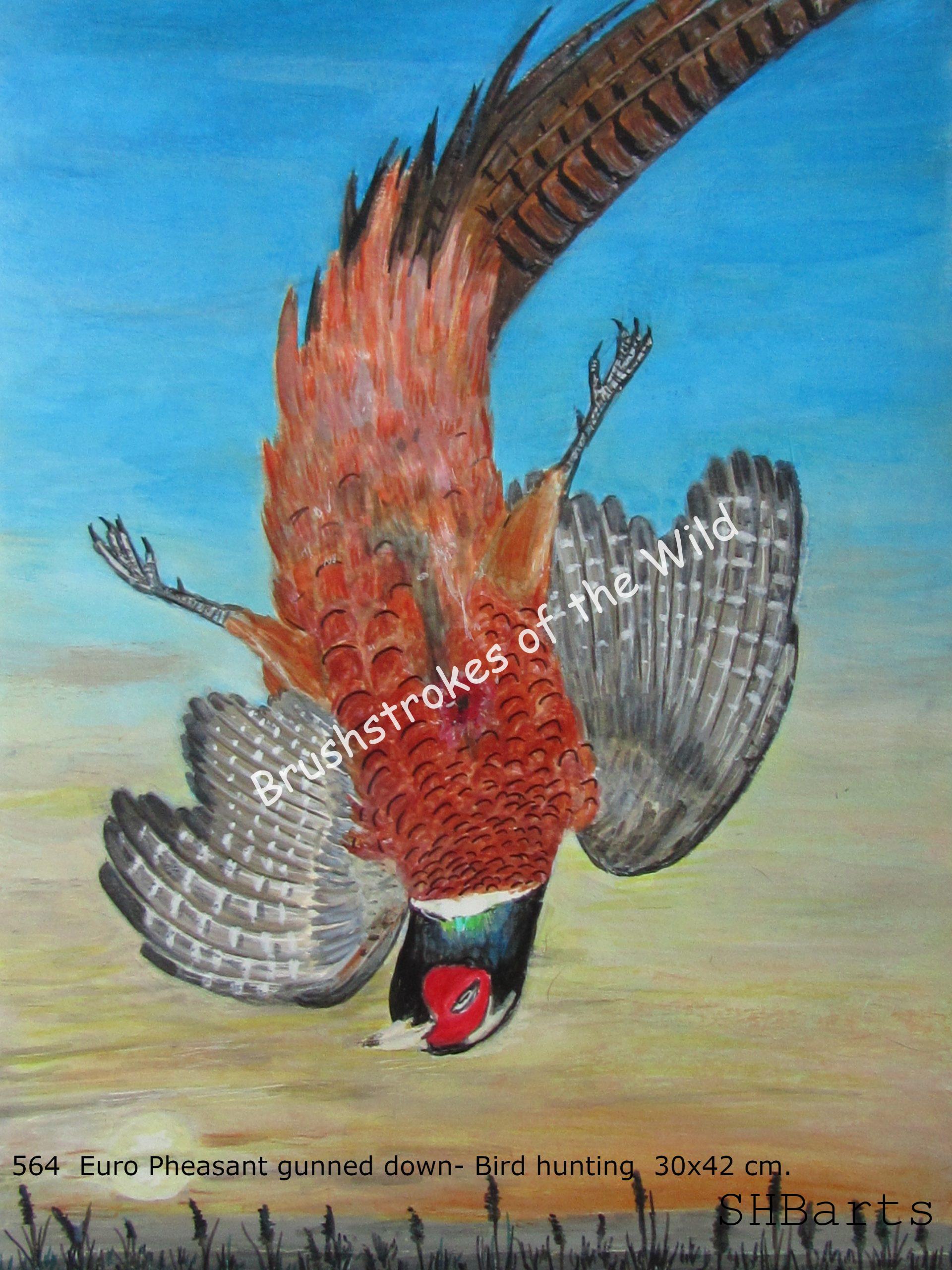 Falling down ring-neck Pheasant after guned down