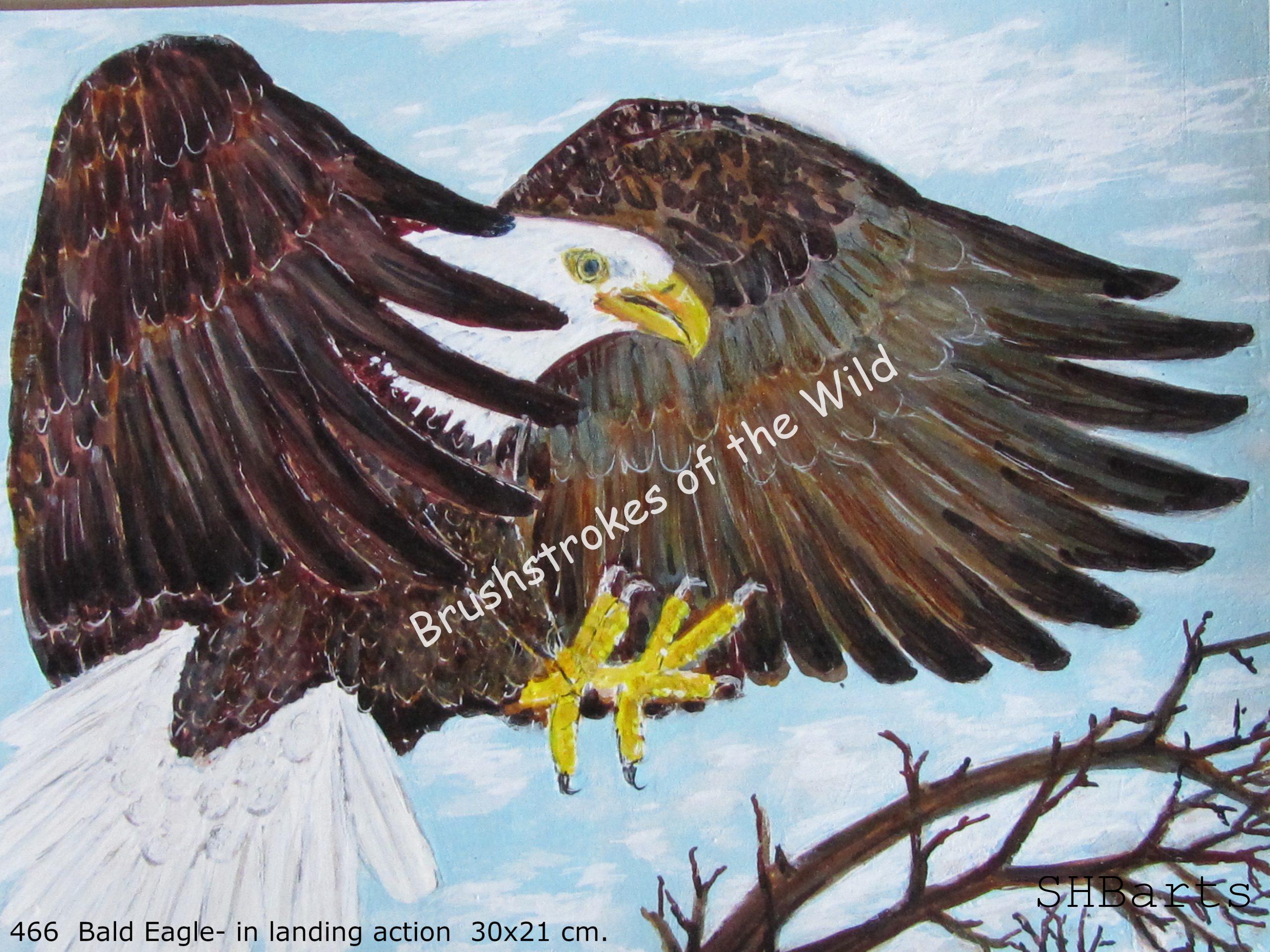 Bald Eagle - Landing action