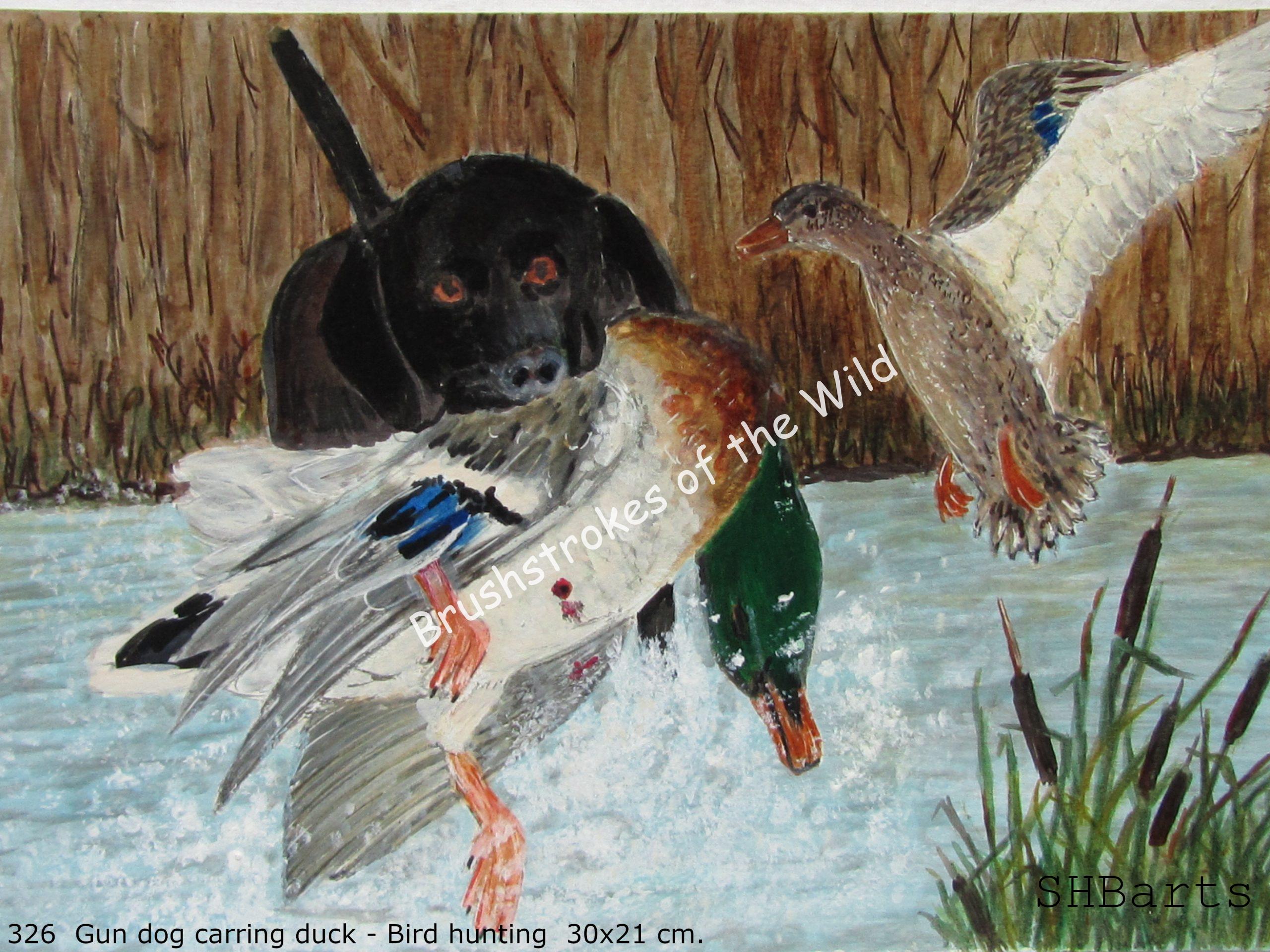 Gun Dog - Carrying guned down Duck