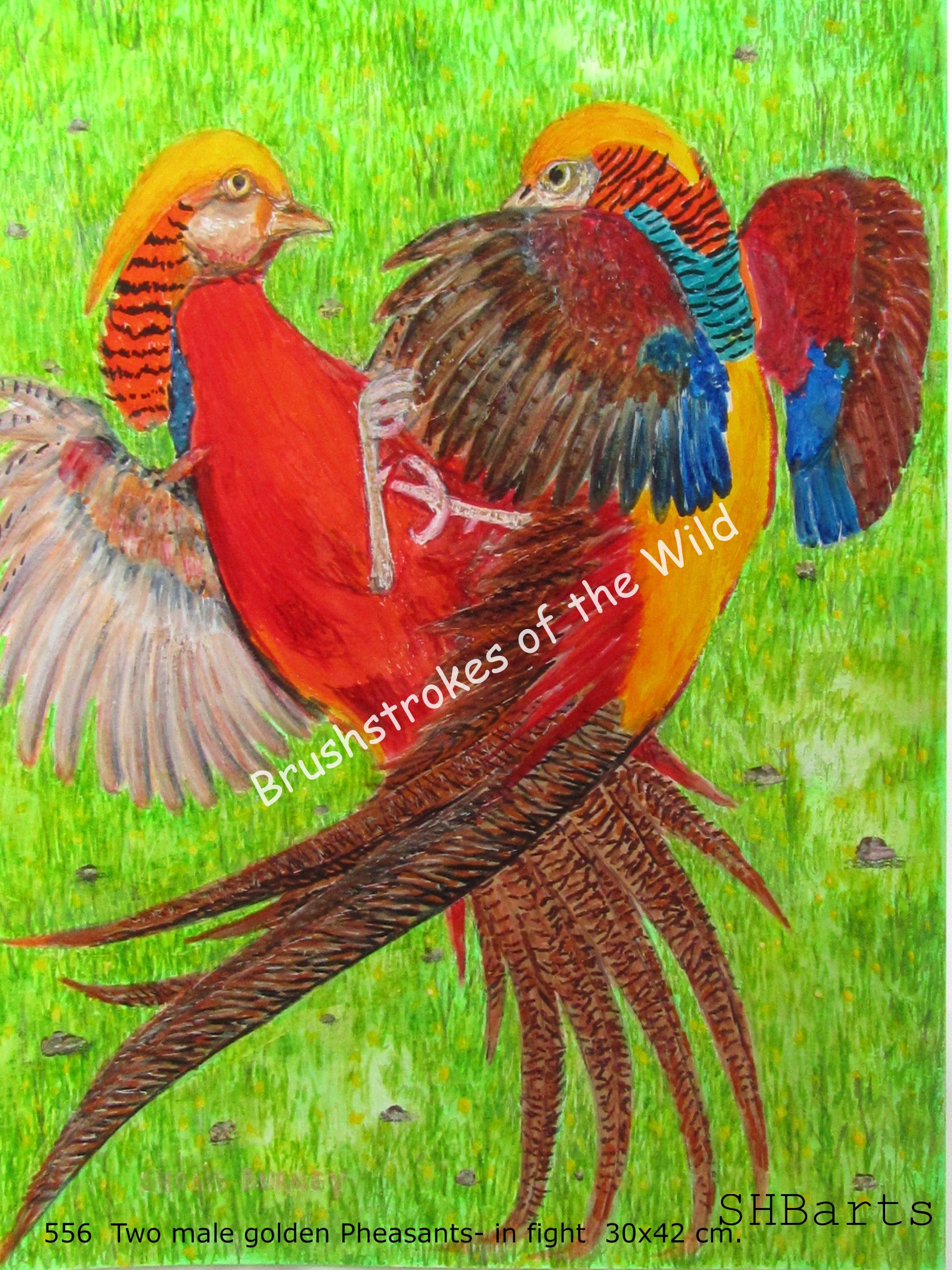 2 Male Golden Pheasants - In fight