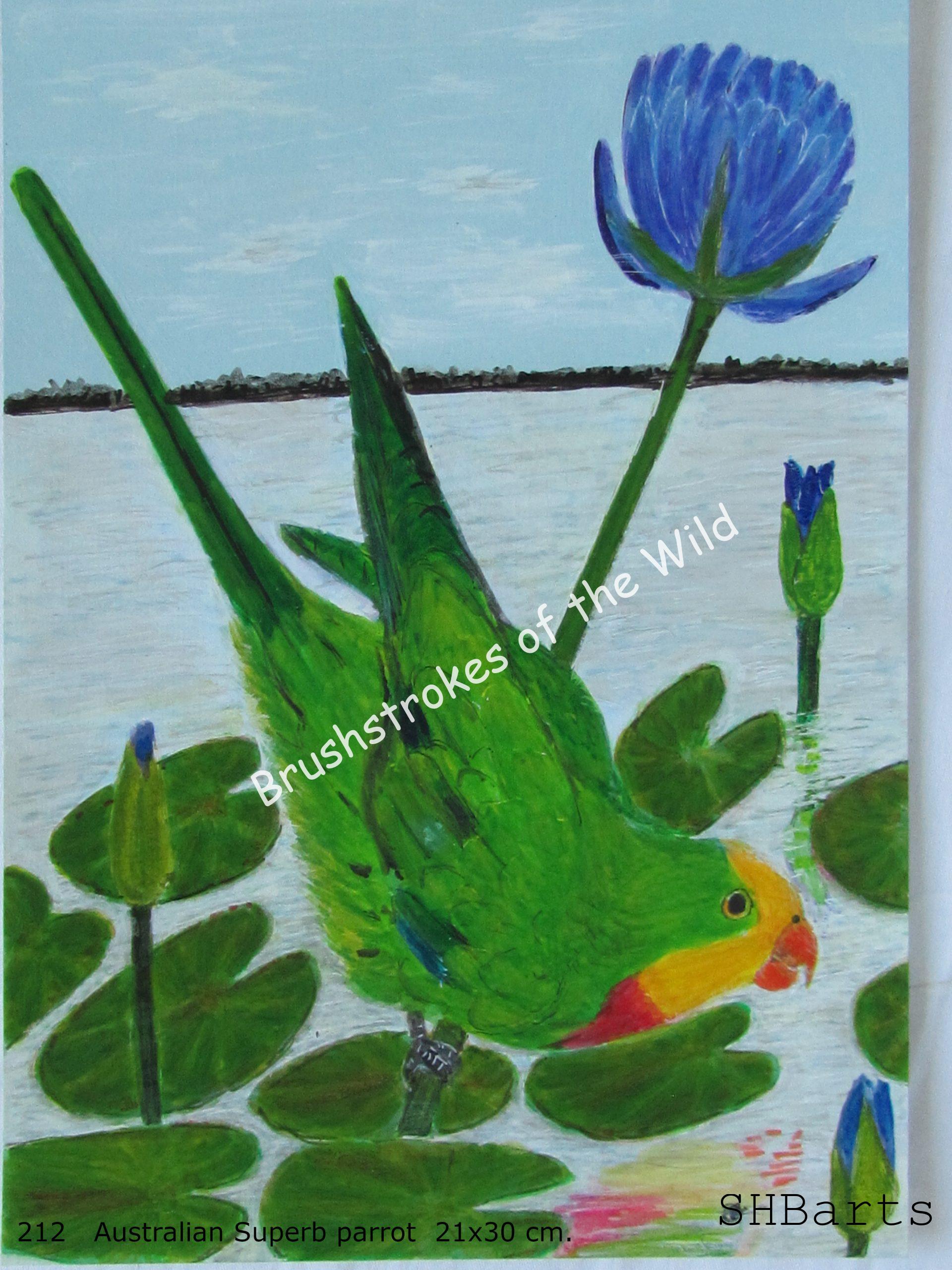 Australian Superb Parrot drinking water