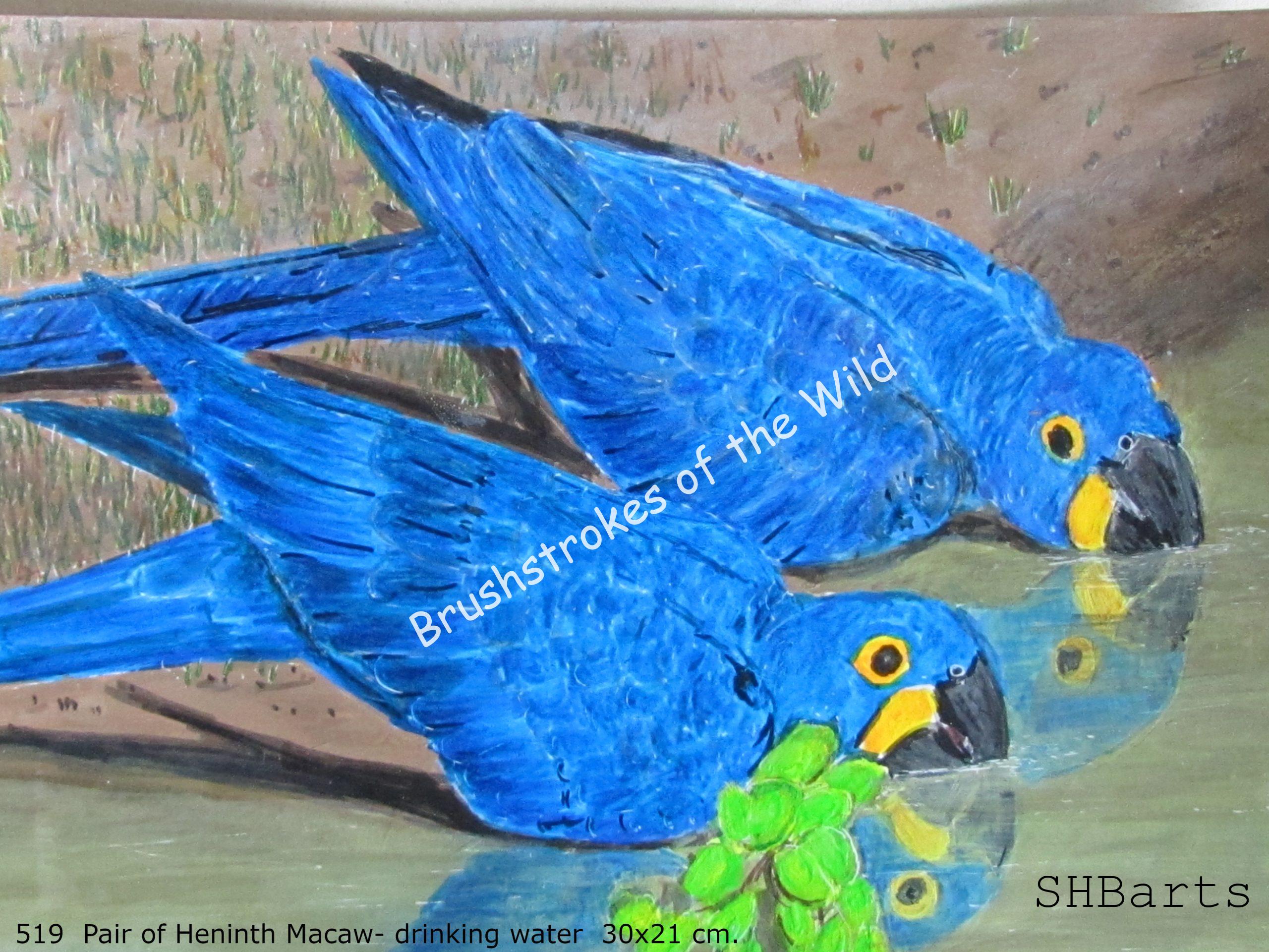 Pair of Heninth Macaw - Drinking water