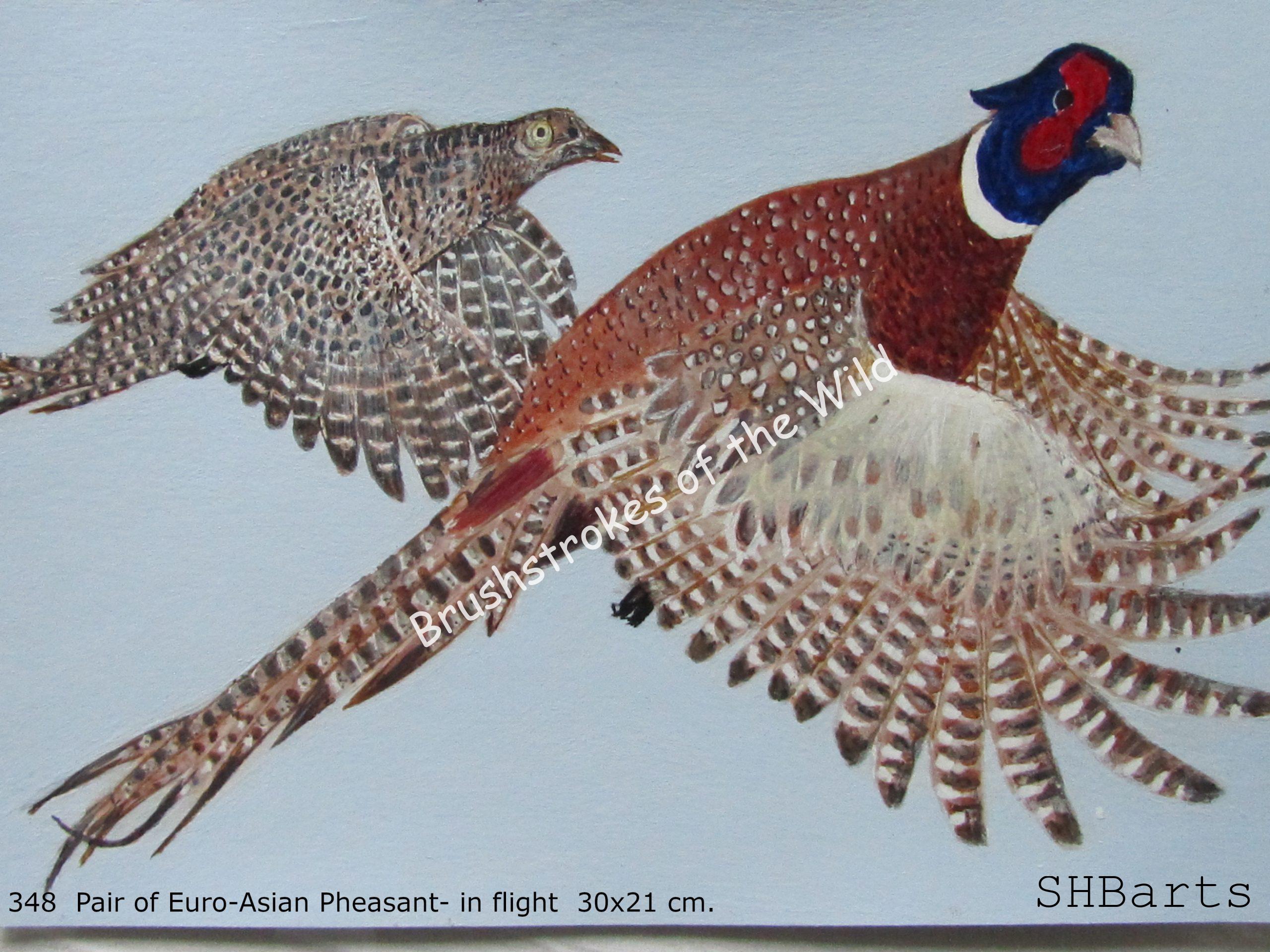 Pair of common Pheasant - In flight