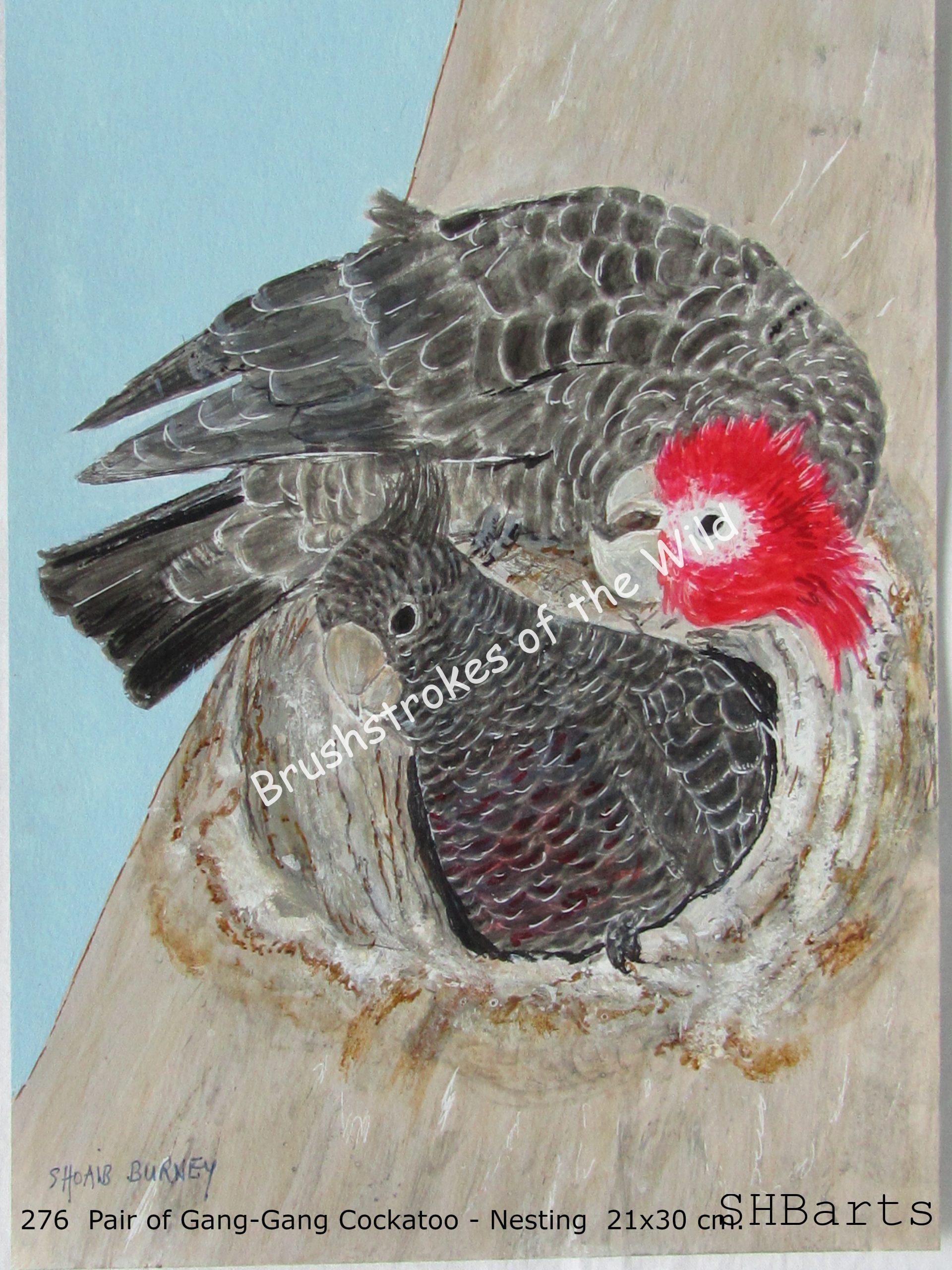 Pair of Gang-Gang Cockatoo - Nesting