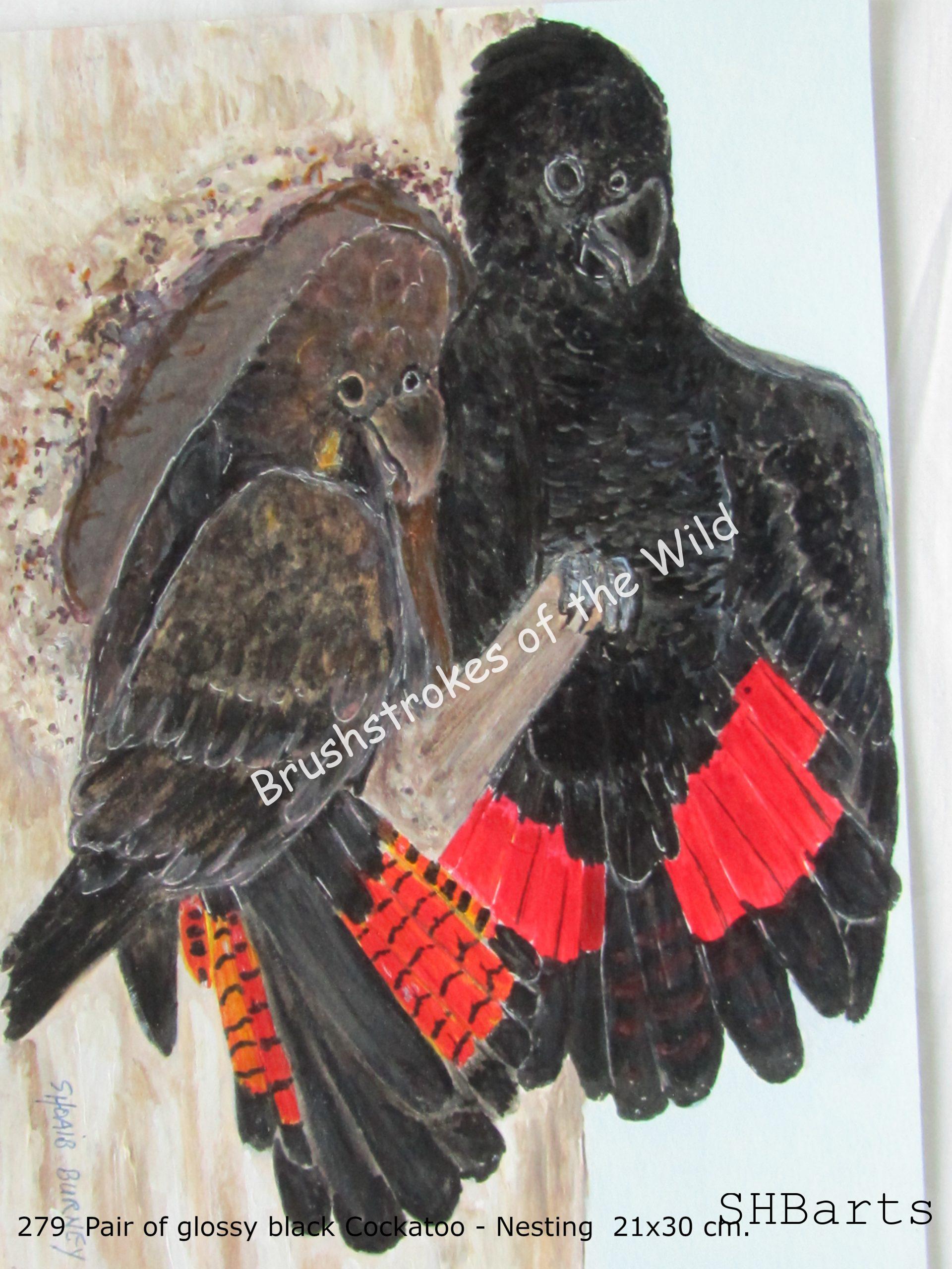 Pair of Glossy black Cockatoo - Nesting