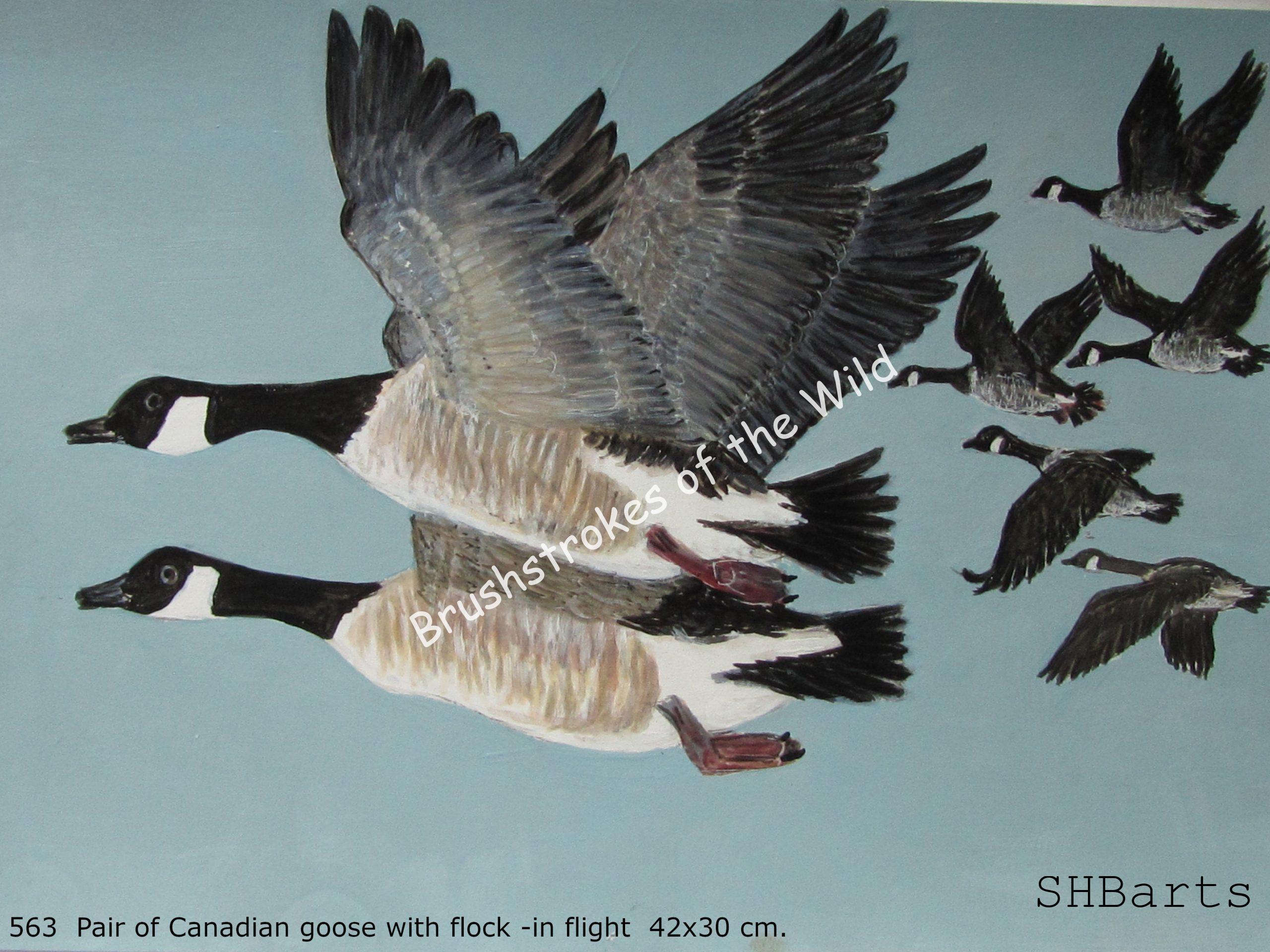 Pair of Candian Goose - In flight