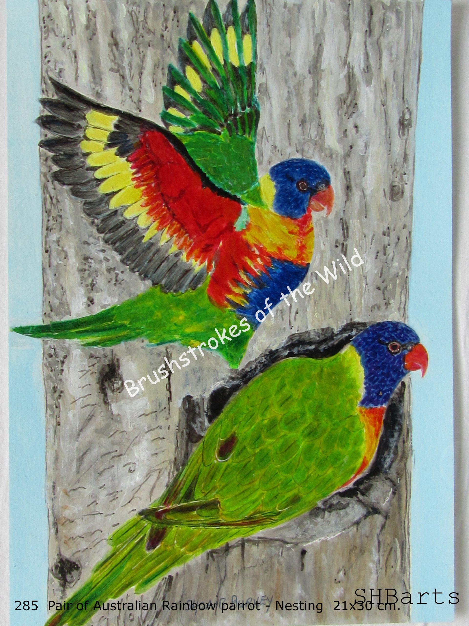 Pair of Rainbow Parrot - Nesting