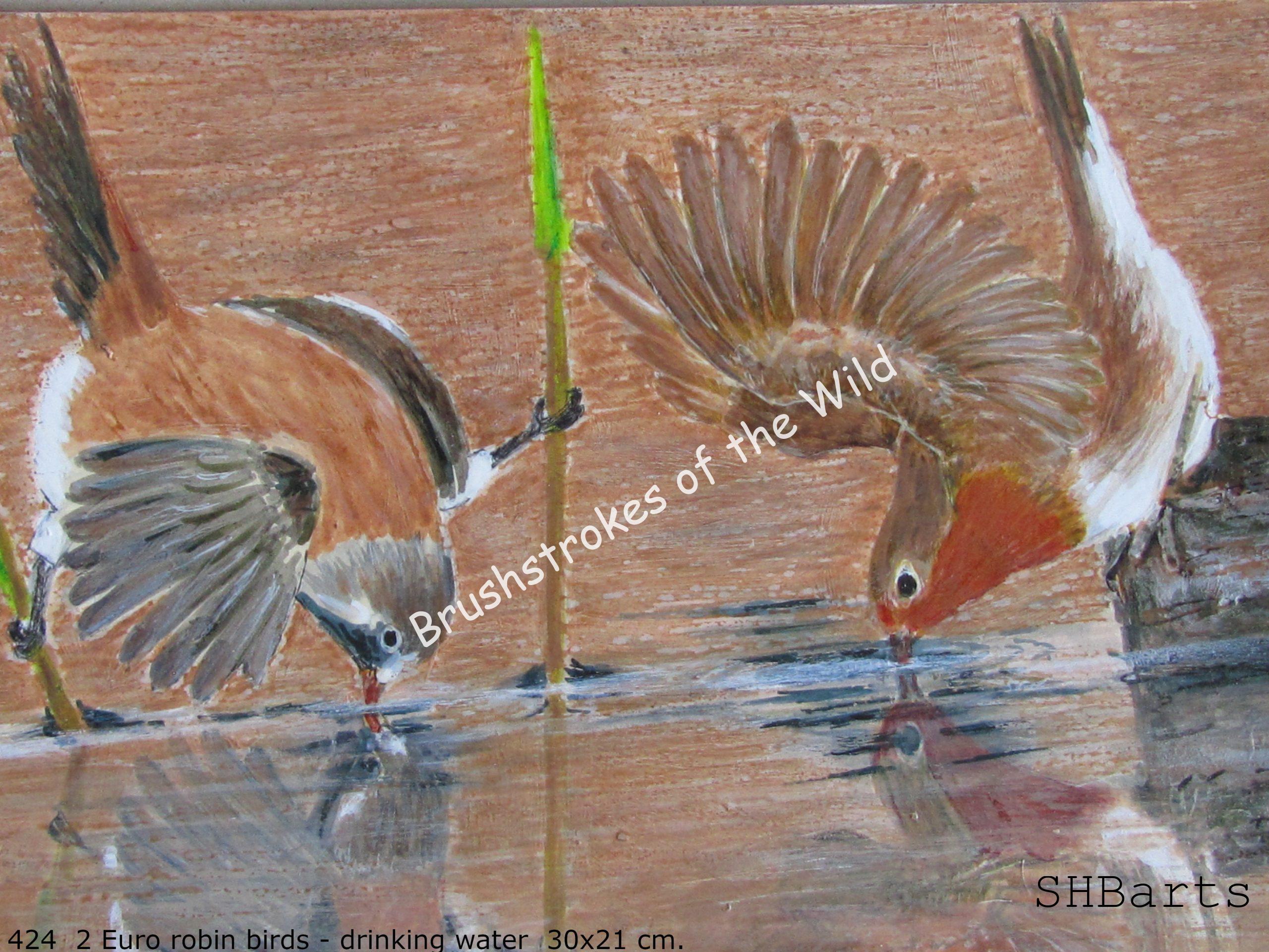 Pair of Euro Robin - Drinking water