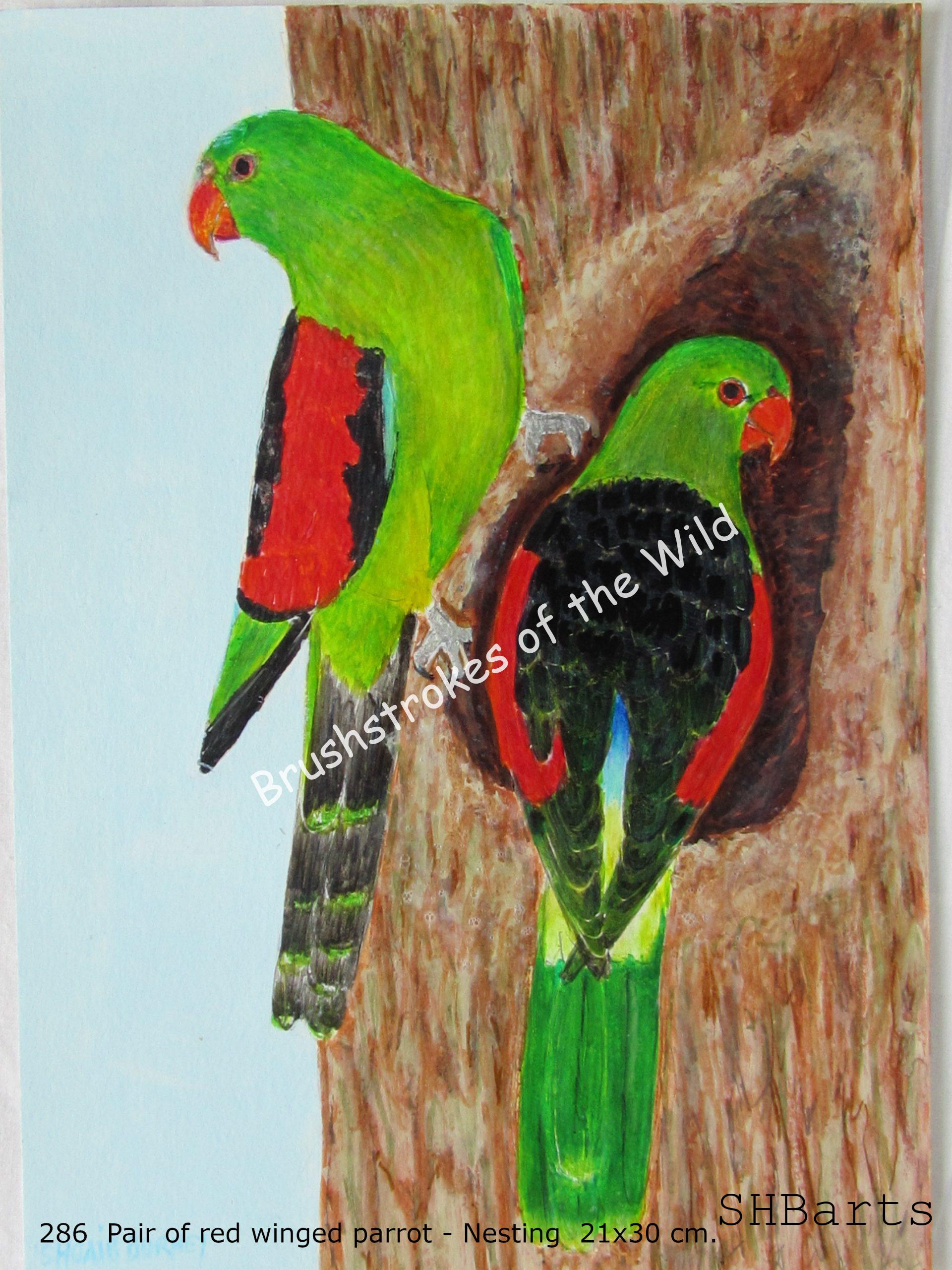 Pair of red-winged Parrot - Nesting