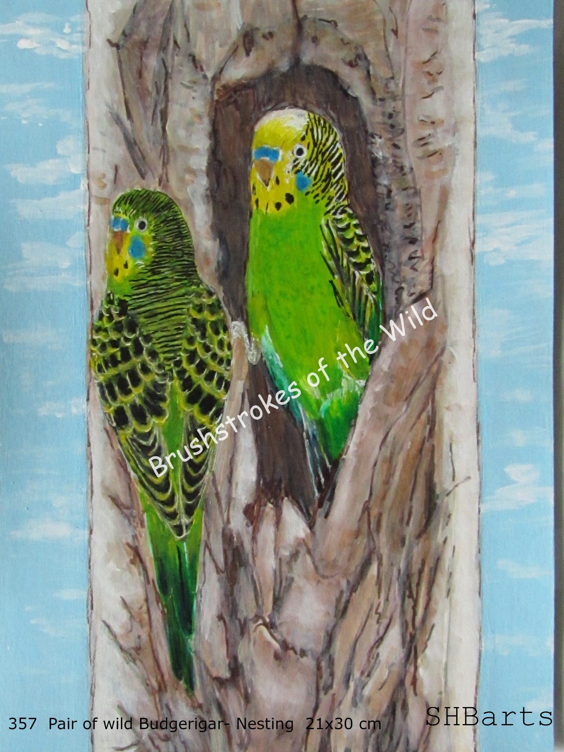 Pair of wild Budgerigar - Nesting