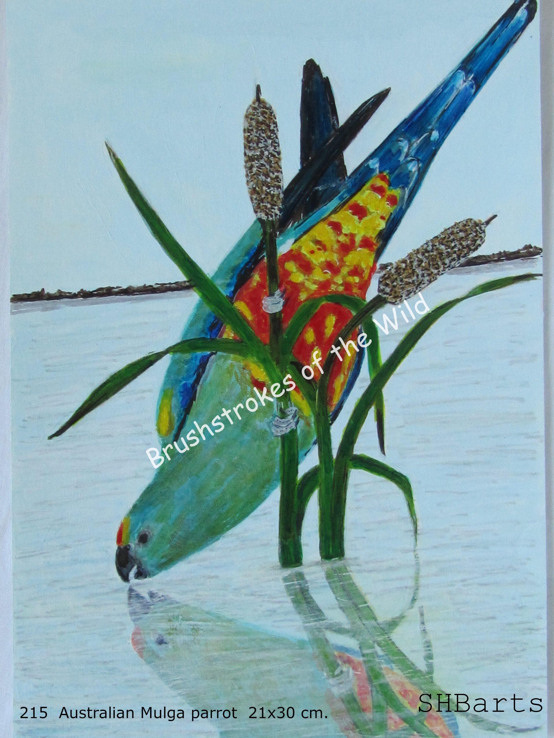 Australian Mulga Parrot drinking water