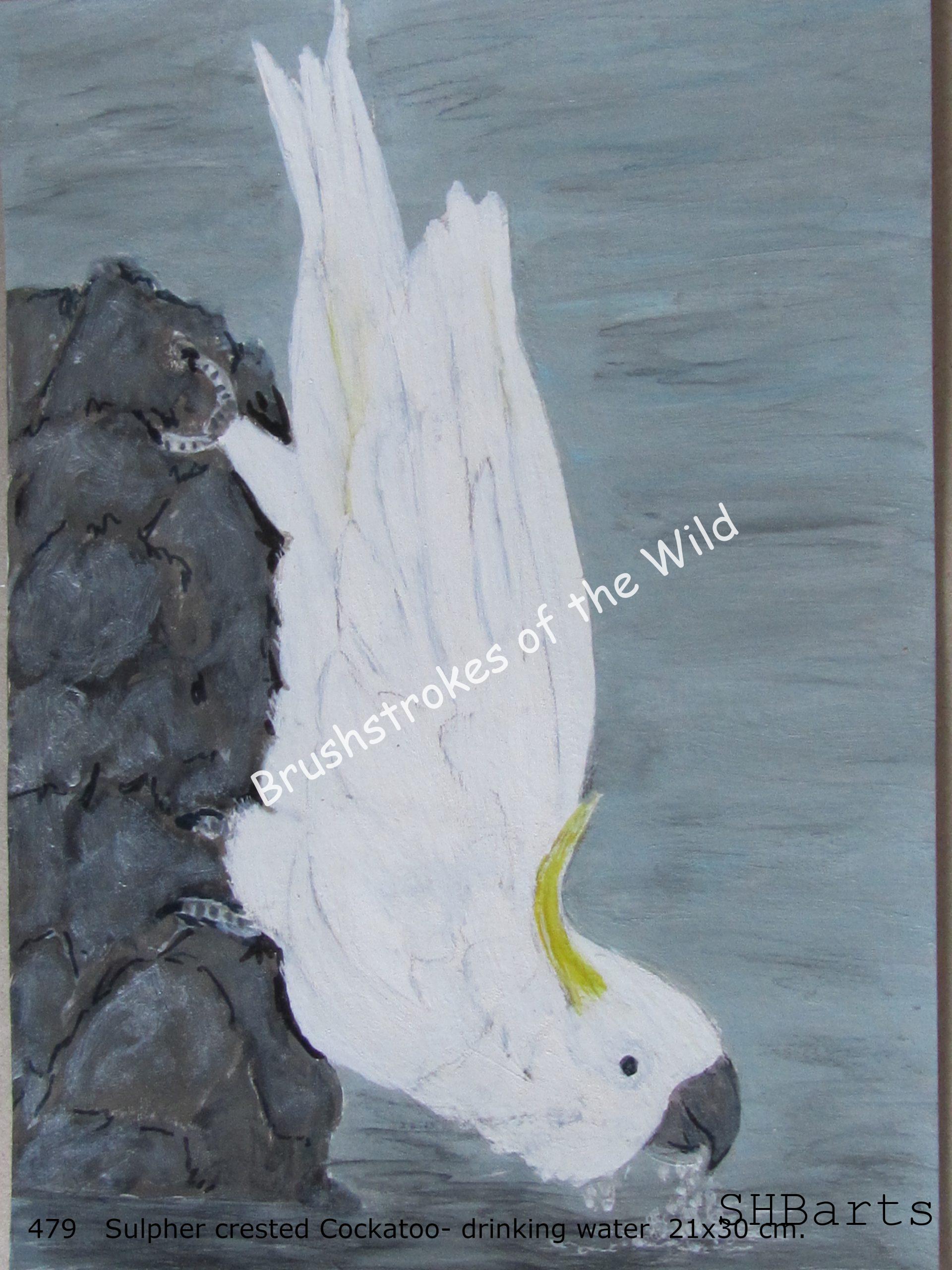 Sulpher crested Cockatoo - Drinking water