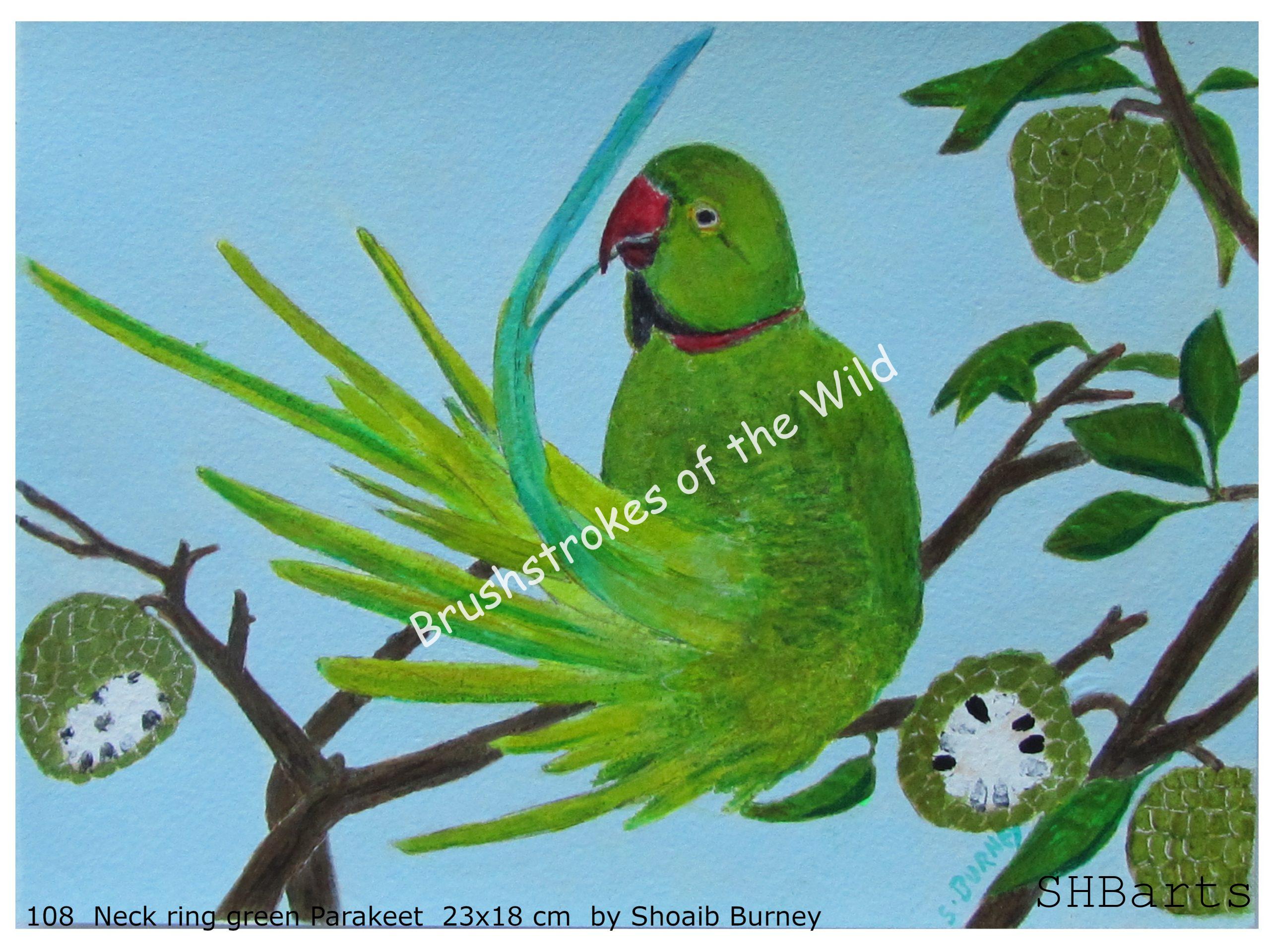 Neck-ring green male Parakeet