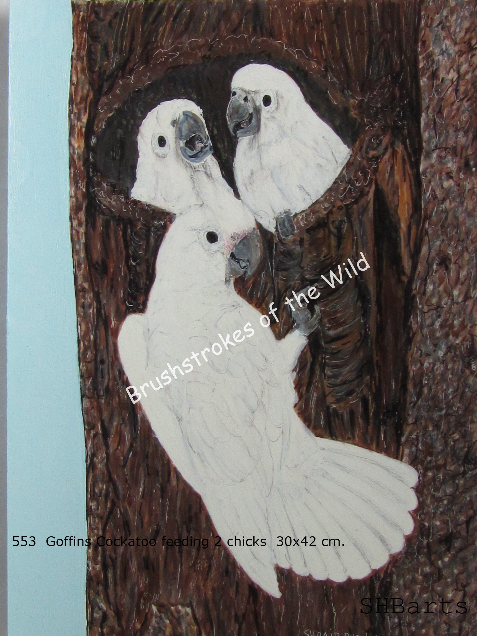 Female of Goffins Cockatoo feeding chicks - Nesting