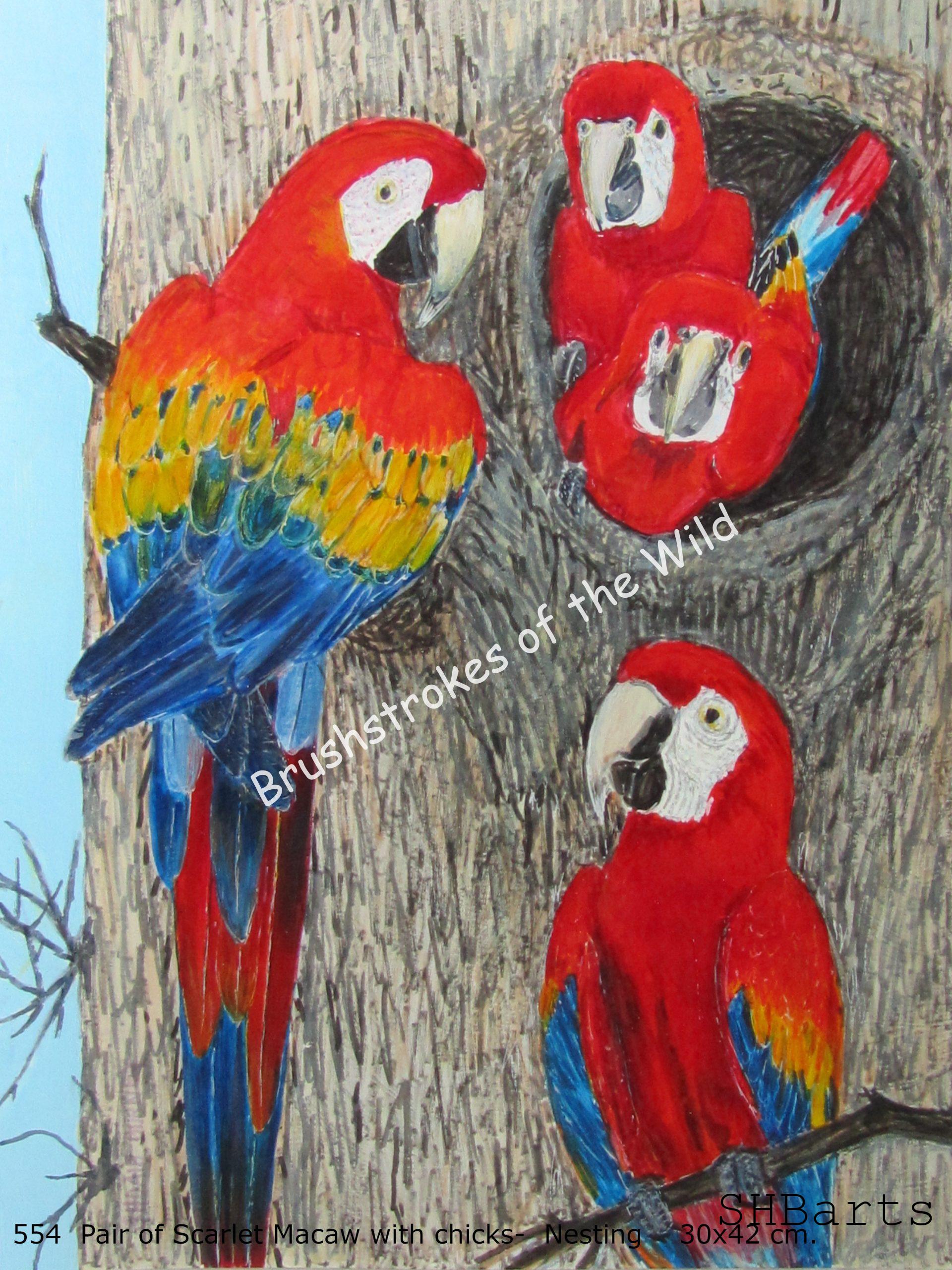 Pair of Scarlet Macaw with 2 Chicks - Nesting