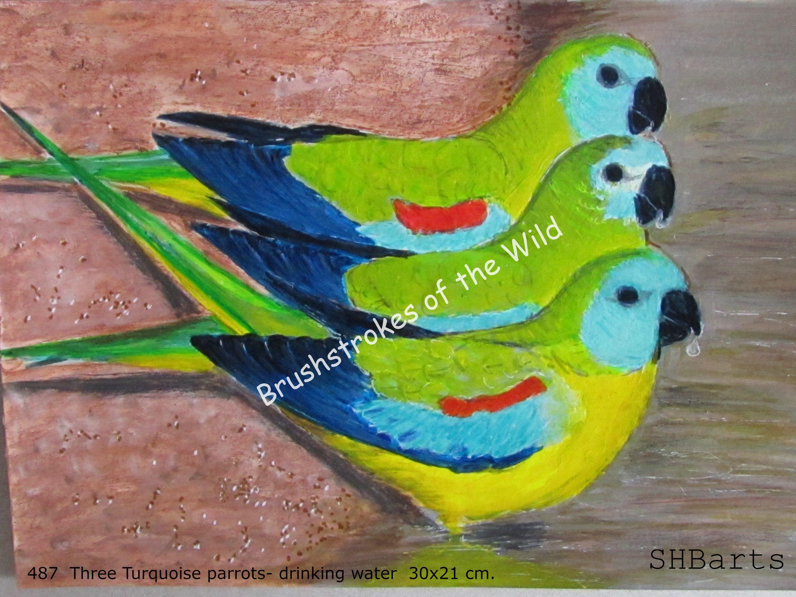 3 Turquoise Parrots - drinking water