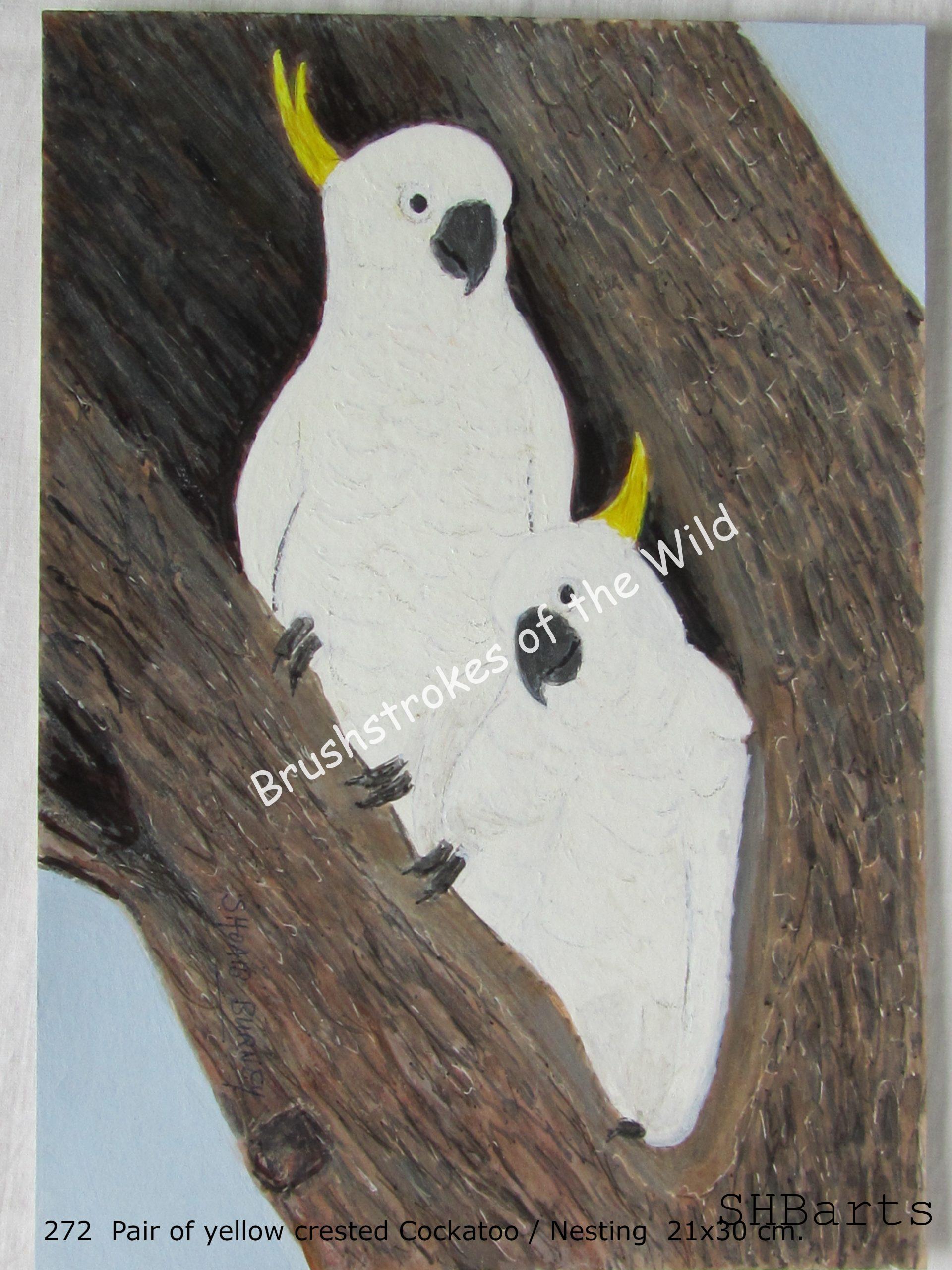 Pair of yellow crested Cockatoo - Nesting