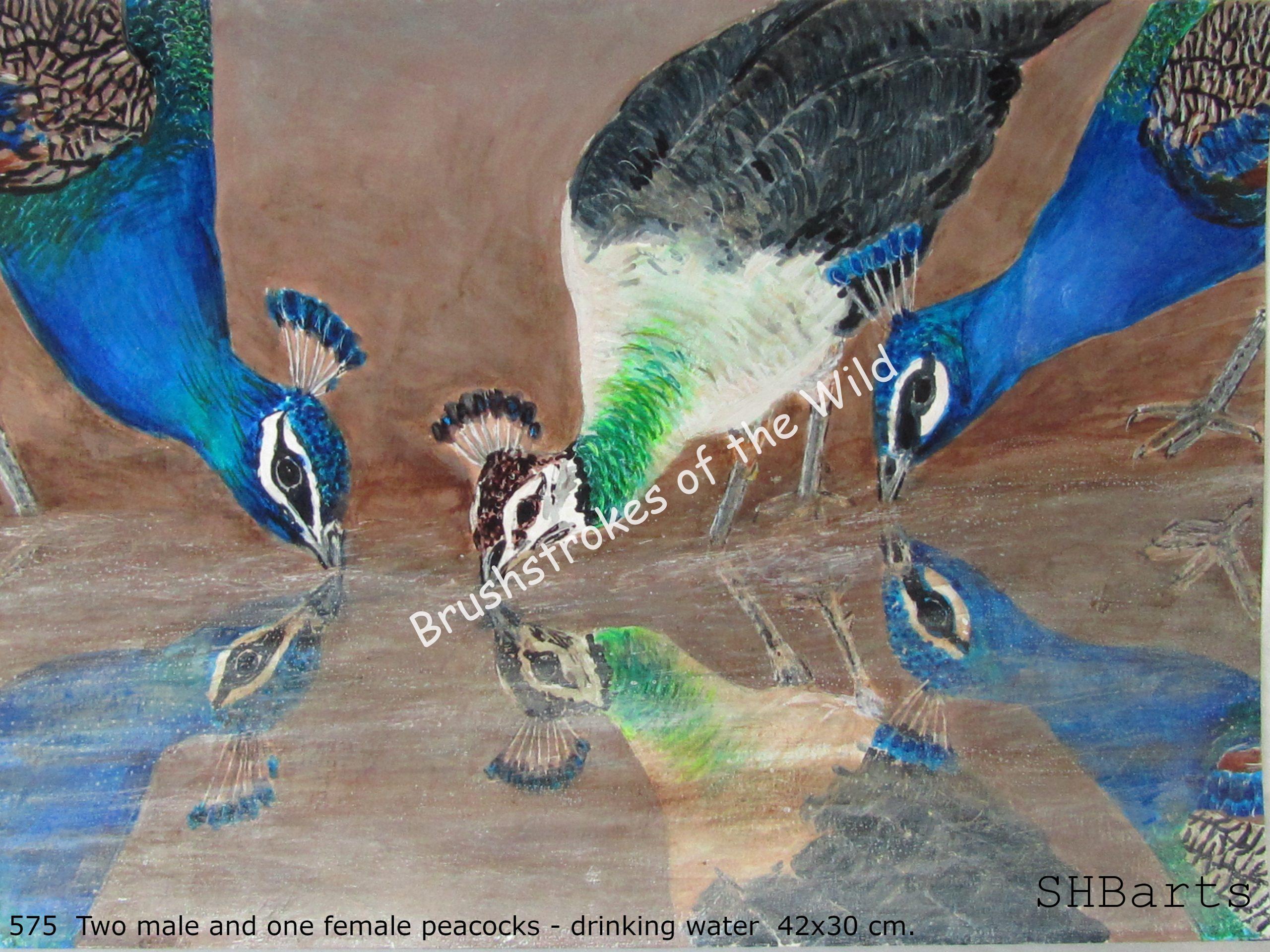 2 Male and 1 Female Peafowl - Drinking water