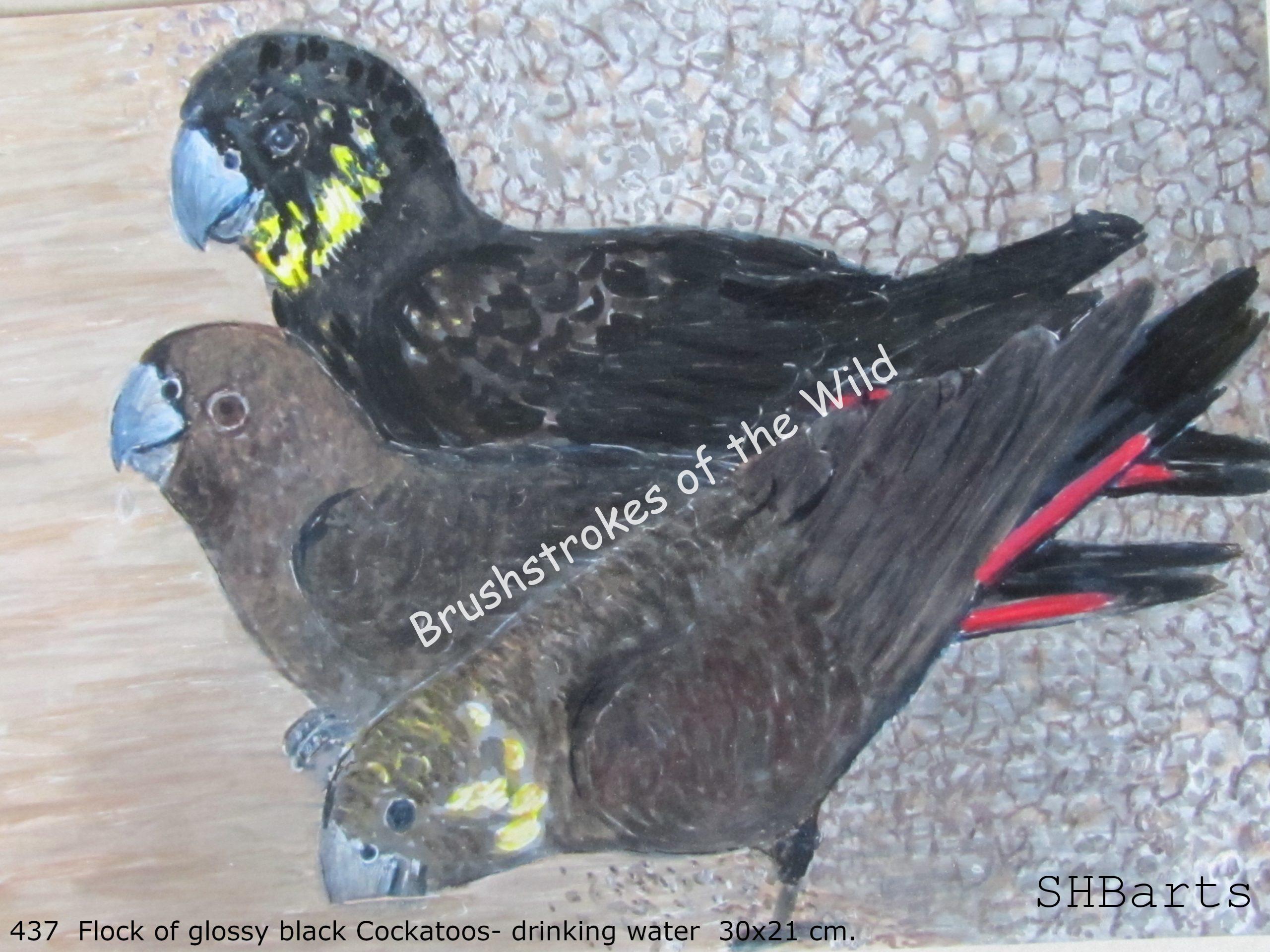 3 Glossy black Cockatoos - Drinking water
