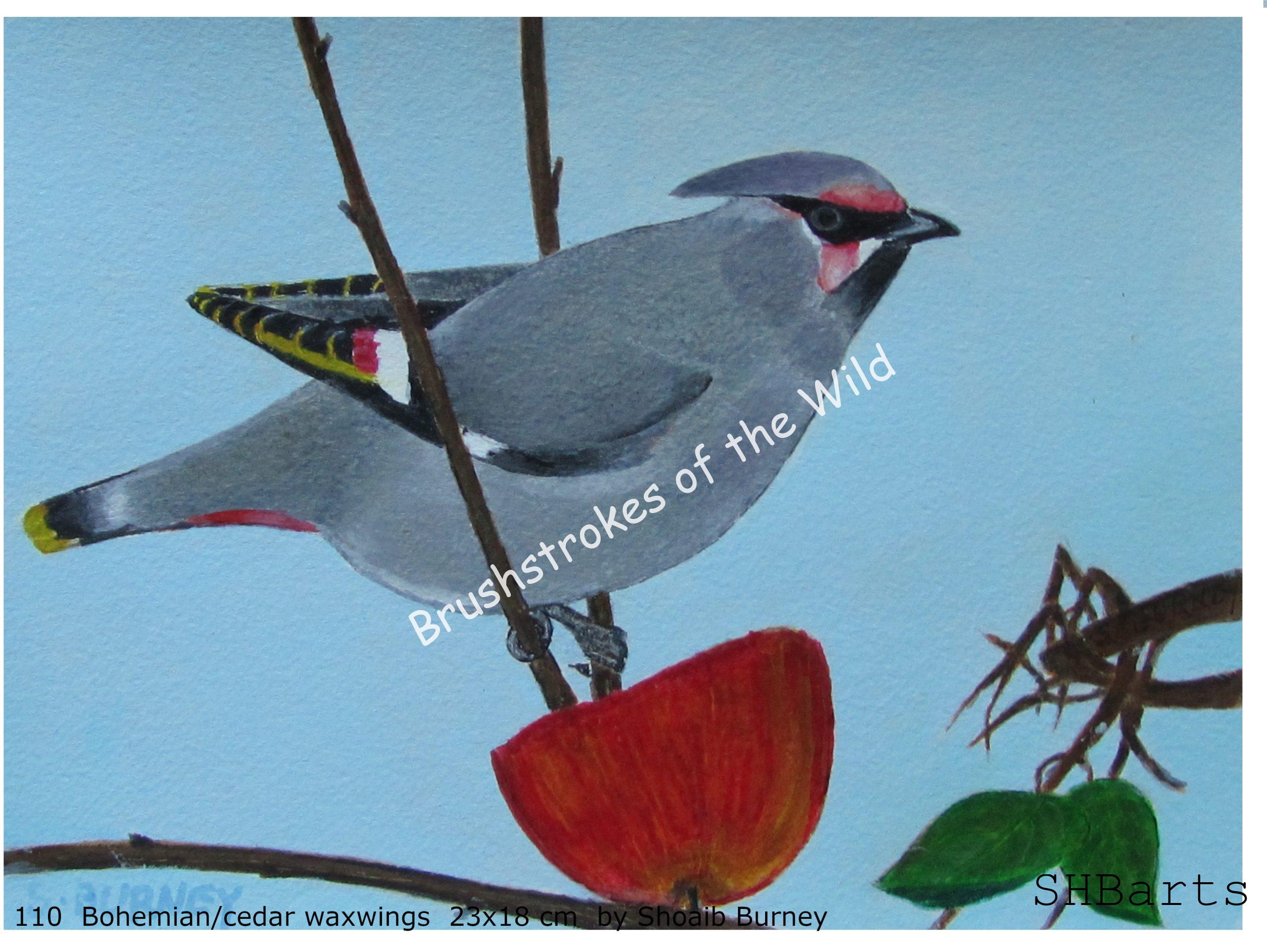 Bohemian/Cedar Waxwing