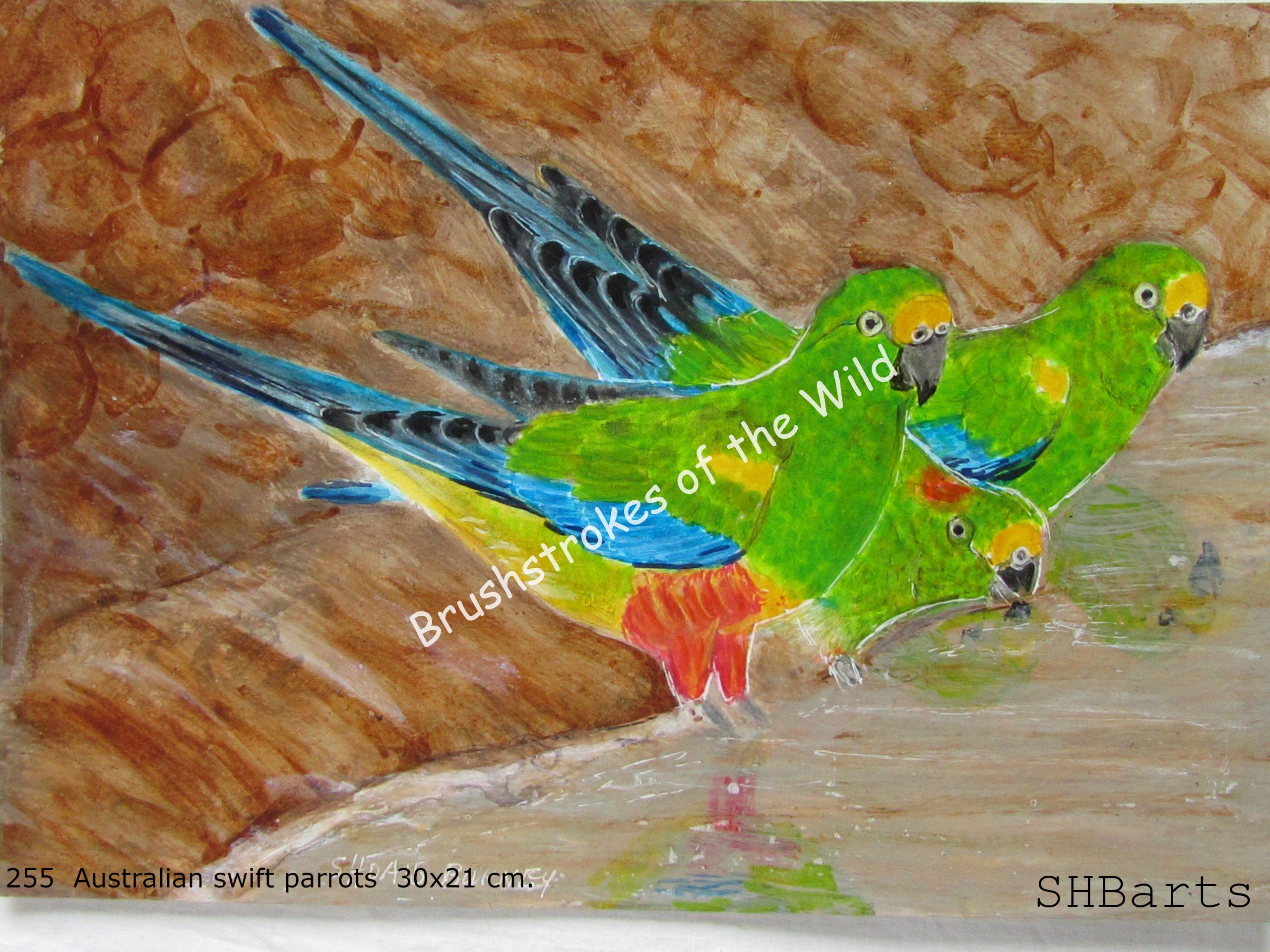 3 Australian Swift Parrots drinking water