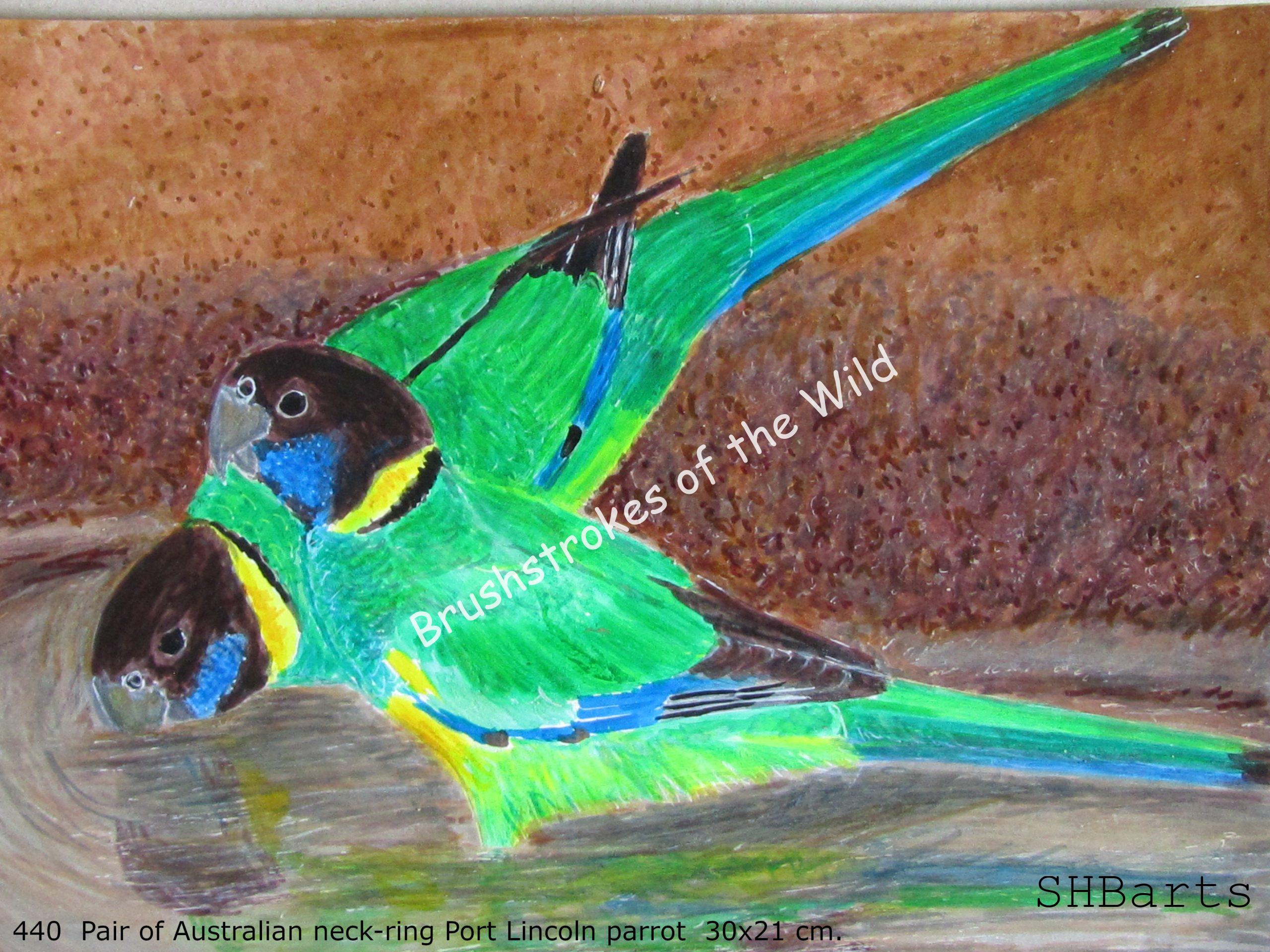 Pair of Australian Neck-ring ( Port Lincoln )  - Drinking water