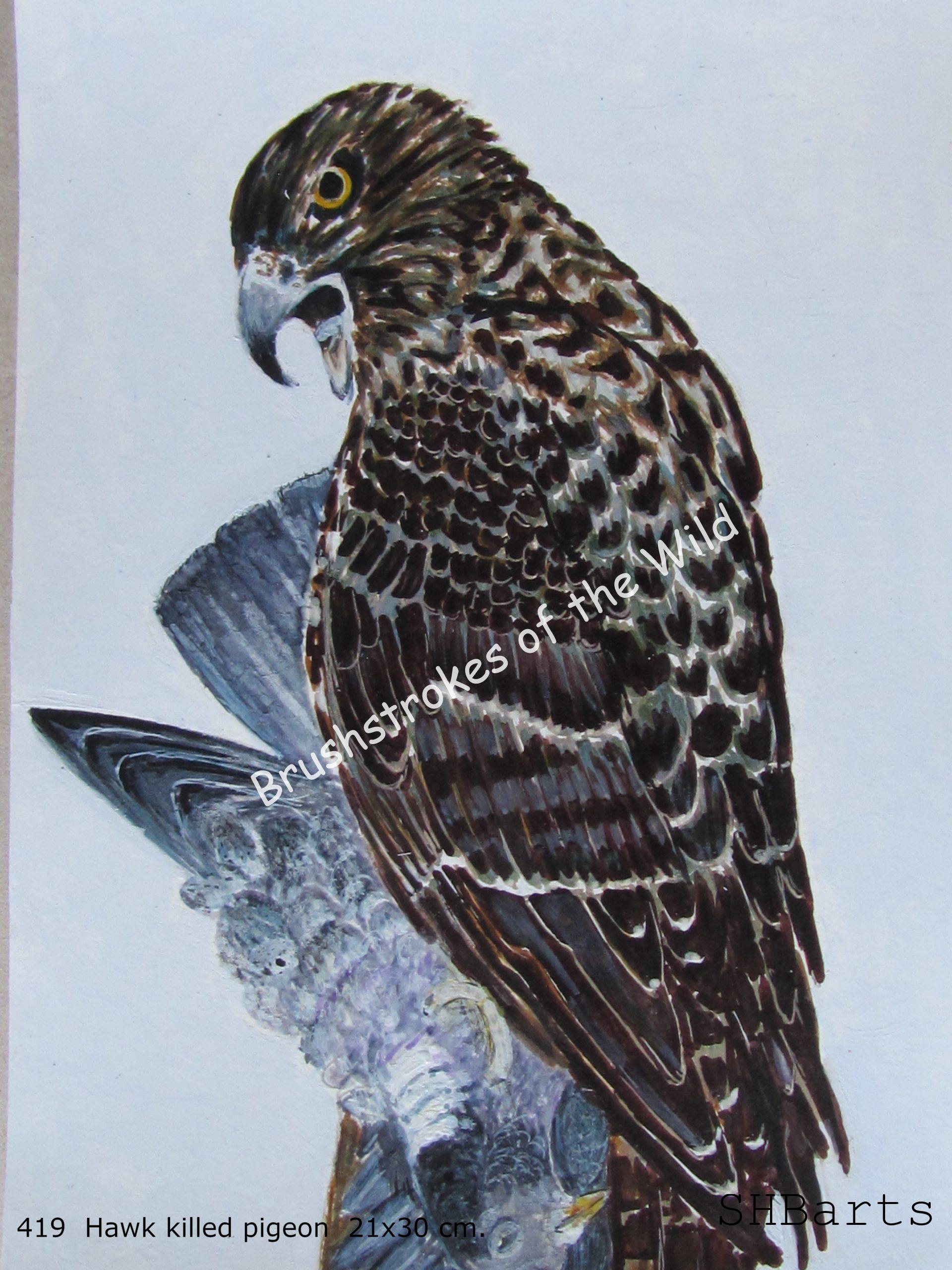 Hawk - Eating killed pigeon