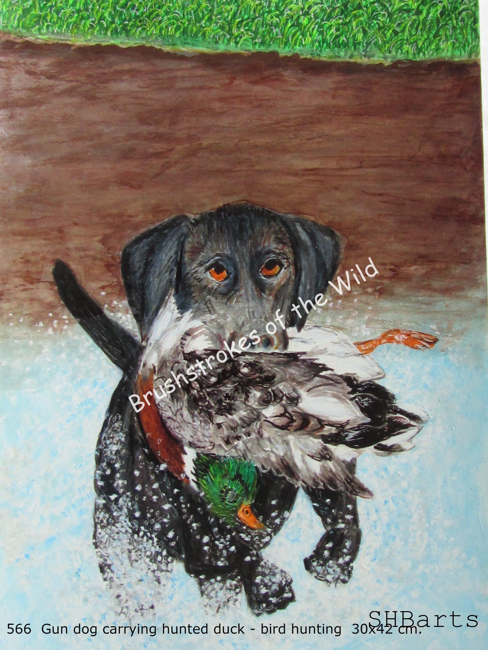 Gun Dog carrying guned-down Duck