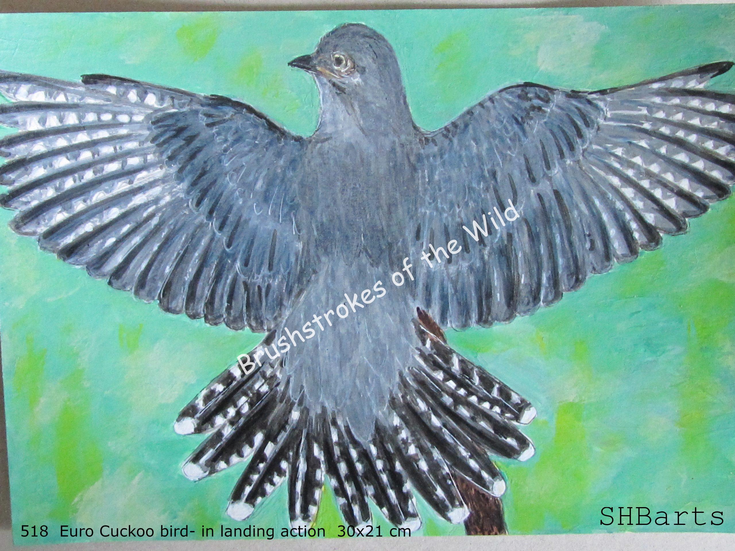 Euro Cuckoo bird - Landing action