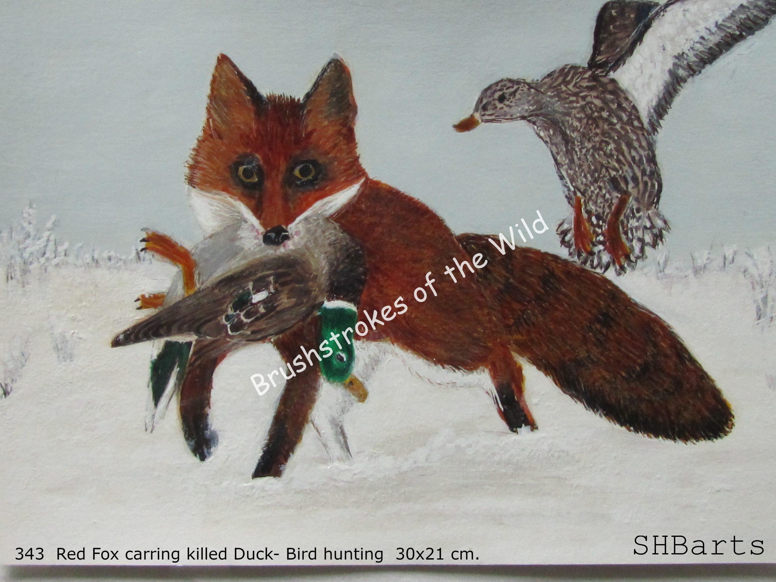 Red Fox carrying killed Duck