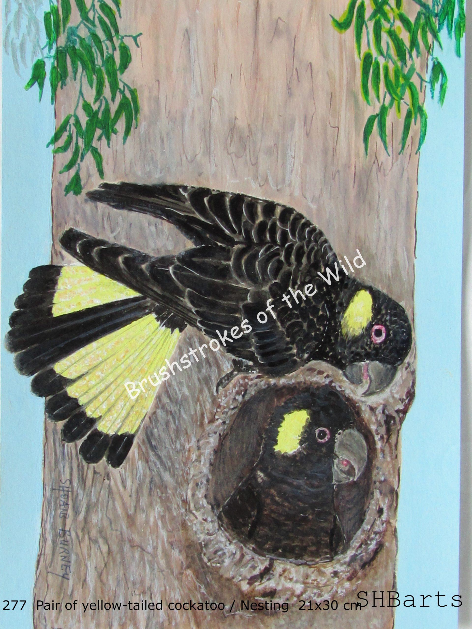 Pair of yellow-tailed Cockatoo - Nesting