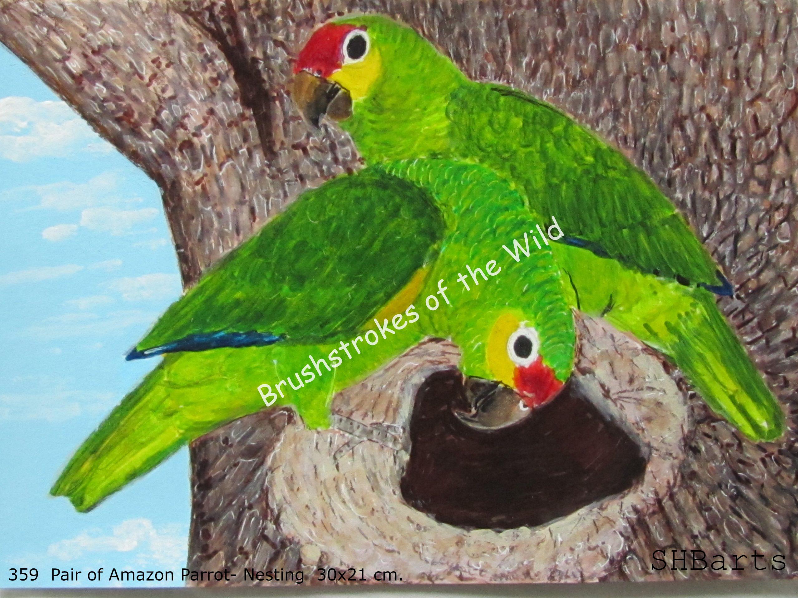 Pair of Amazon Parrot - Nesting
