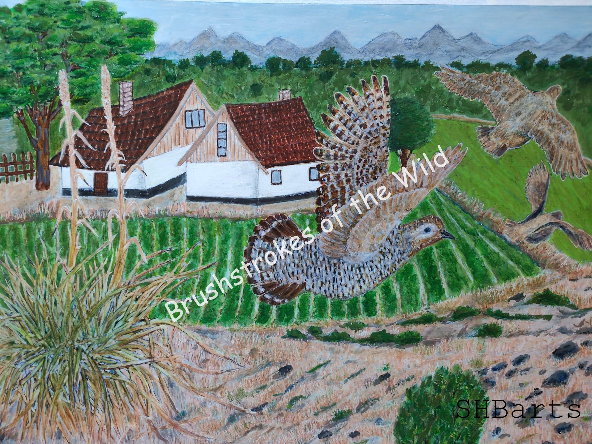 650  Euro francolins in country side   42x30 cm.