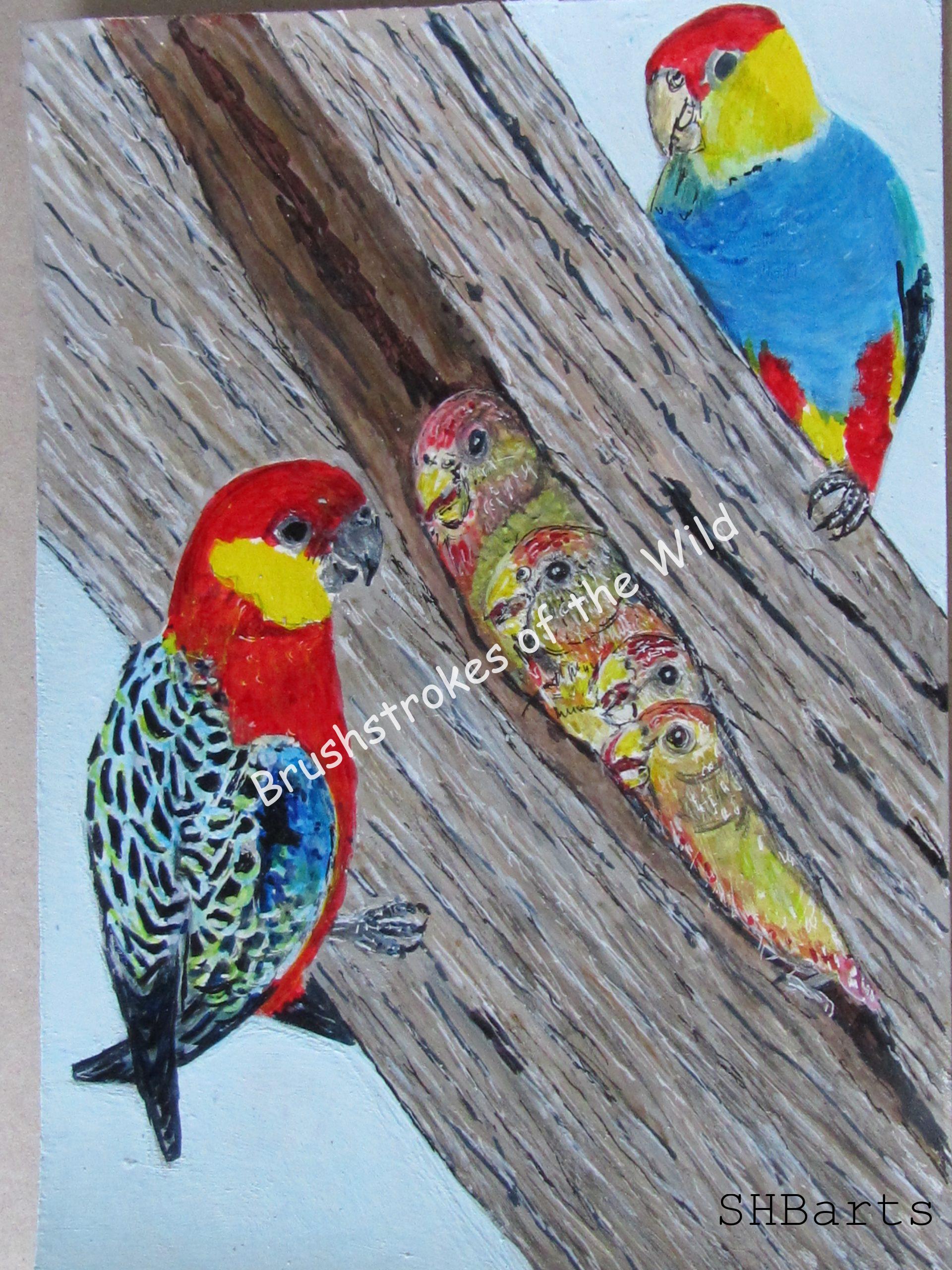 465 Eastern Rossela and red-caped Parrots with 4 Chicks - Nesting