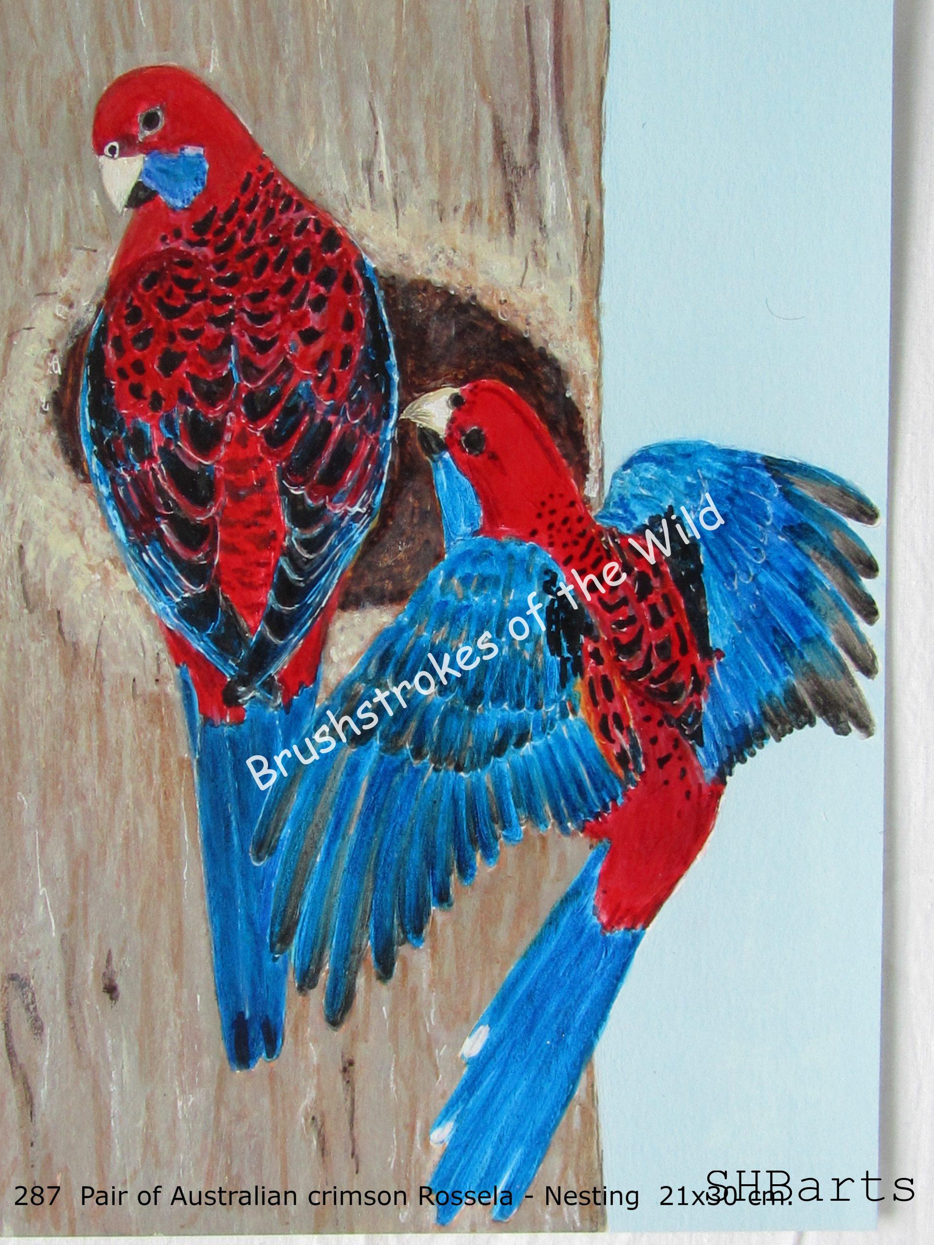 Pair of Krimson rossela - Nesting