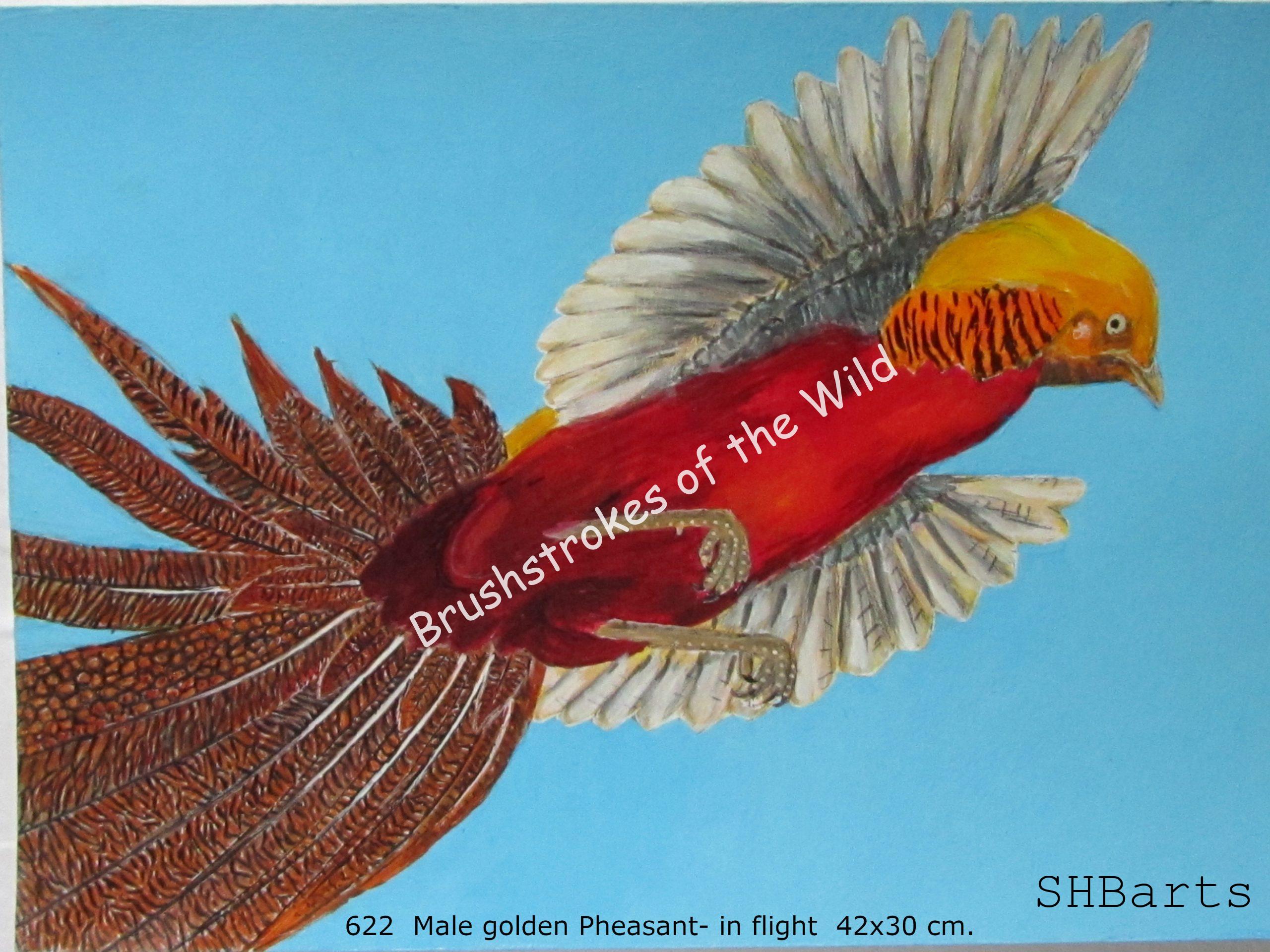 Golden Pheasant - In flight